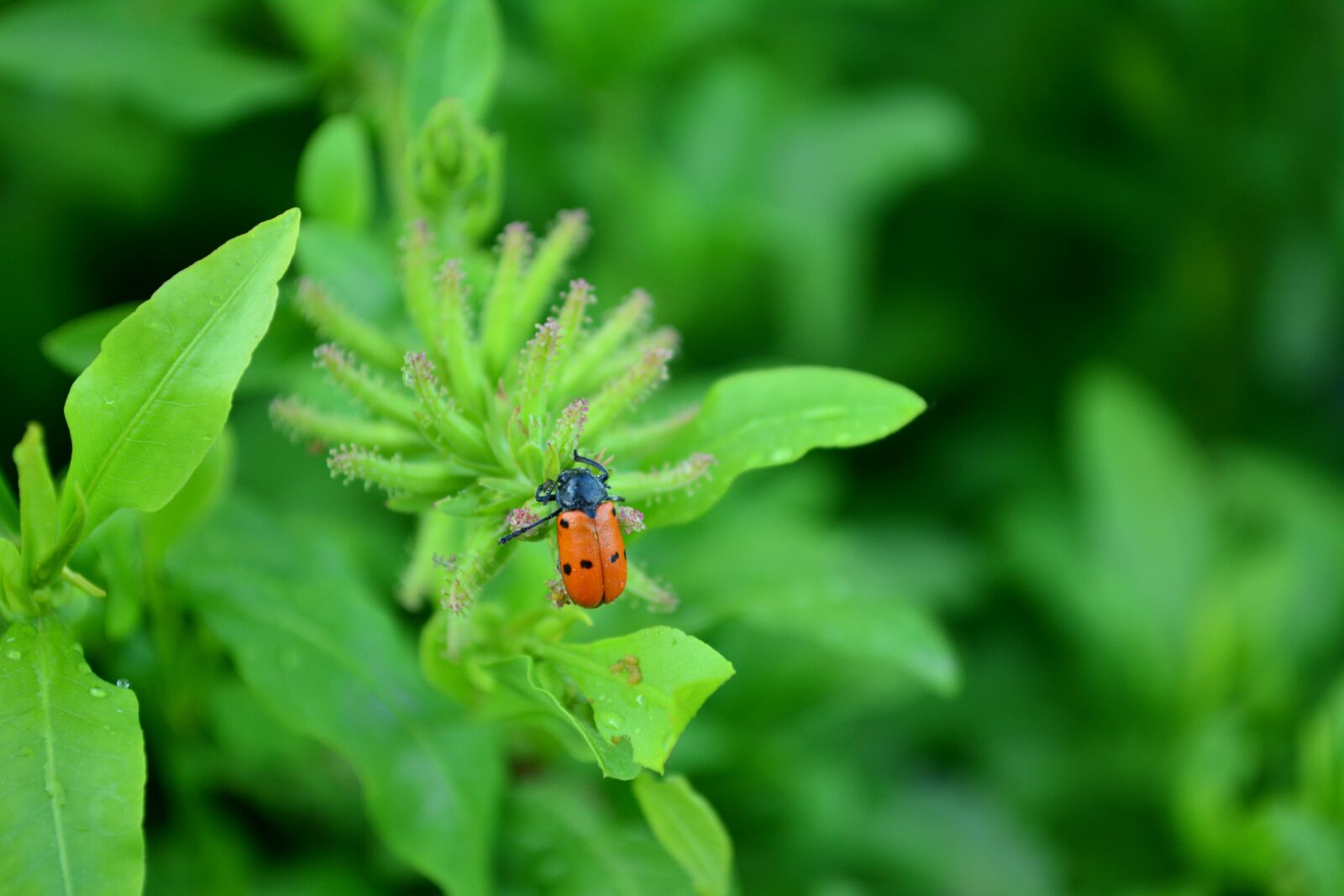 Nikon D5200 sample photo. Plants, green, ladybug photography