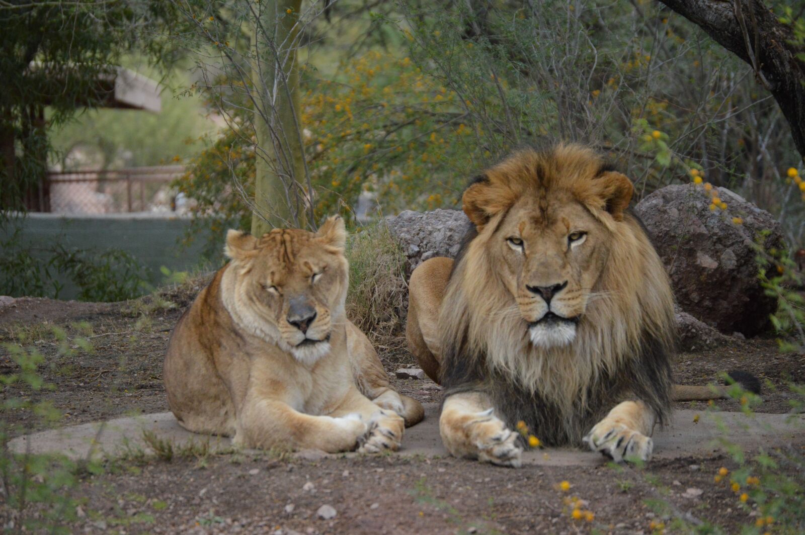 Nikon D3200 sample photo. Animal, lion, wild photography