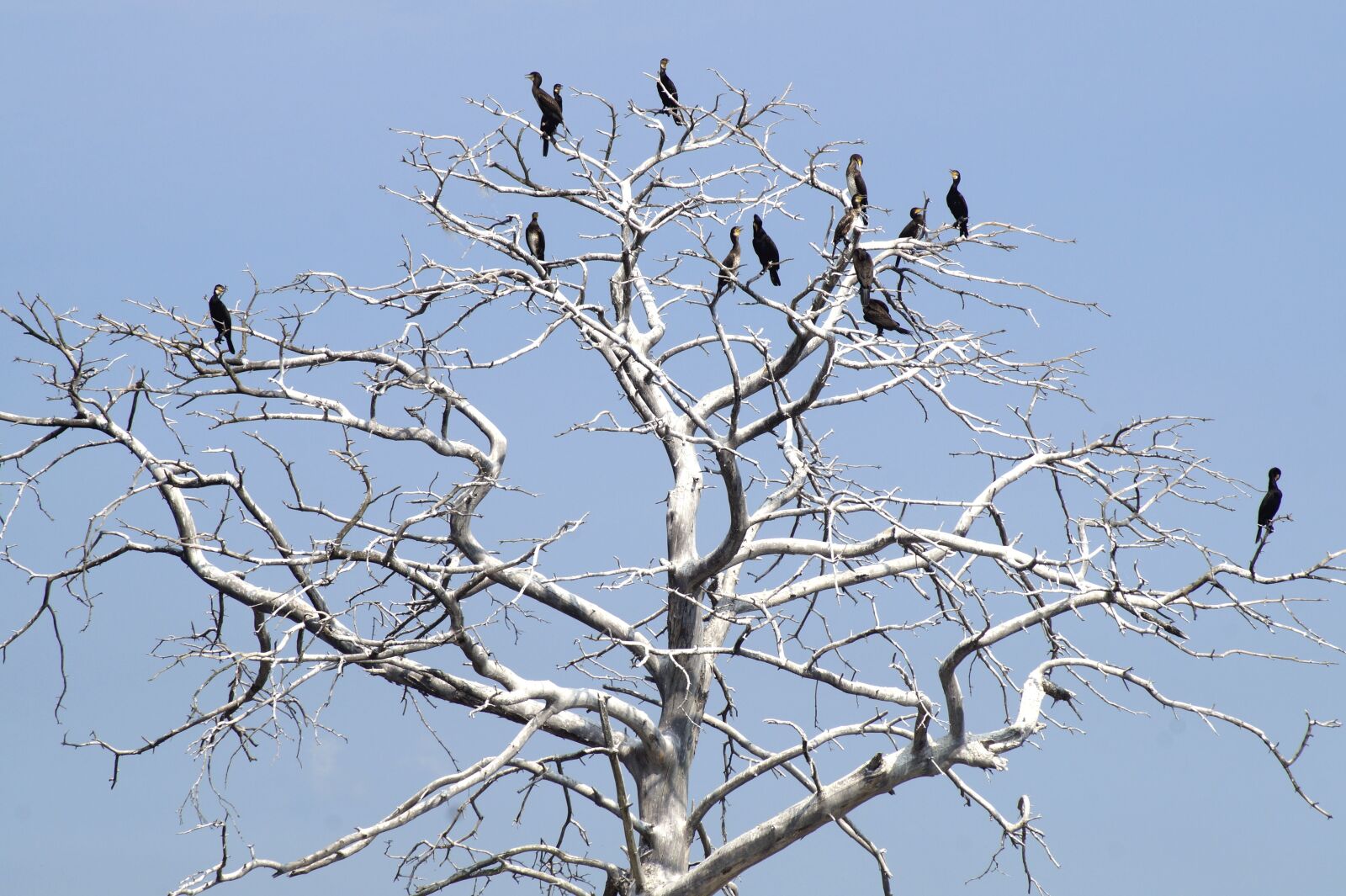 Sony SLT-A58 sample photo. Cormorants, black cormorant, phalacrocorax photography
