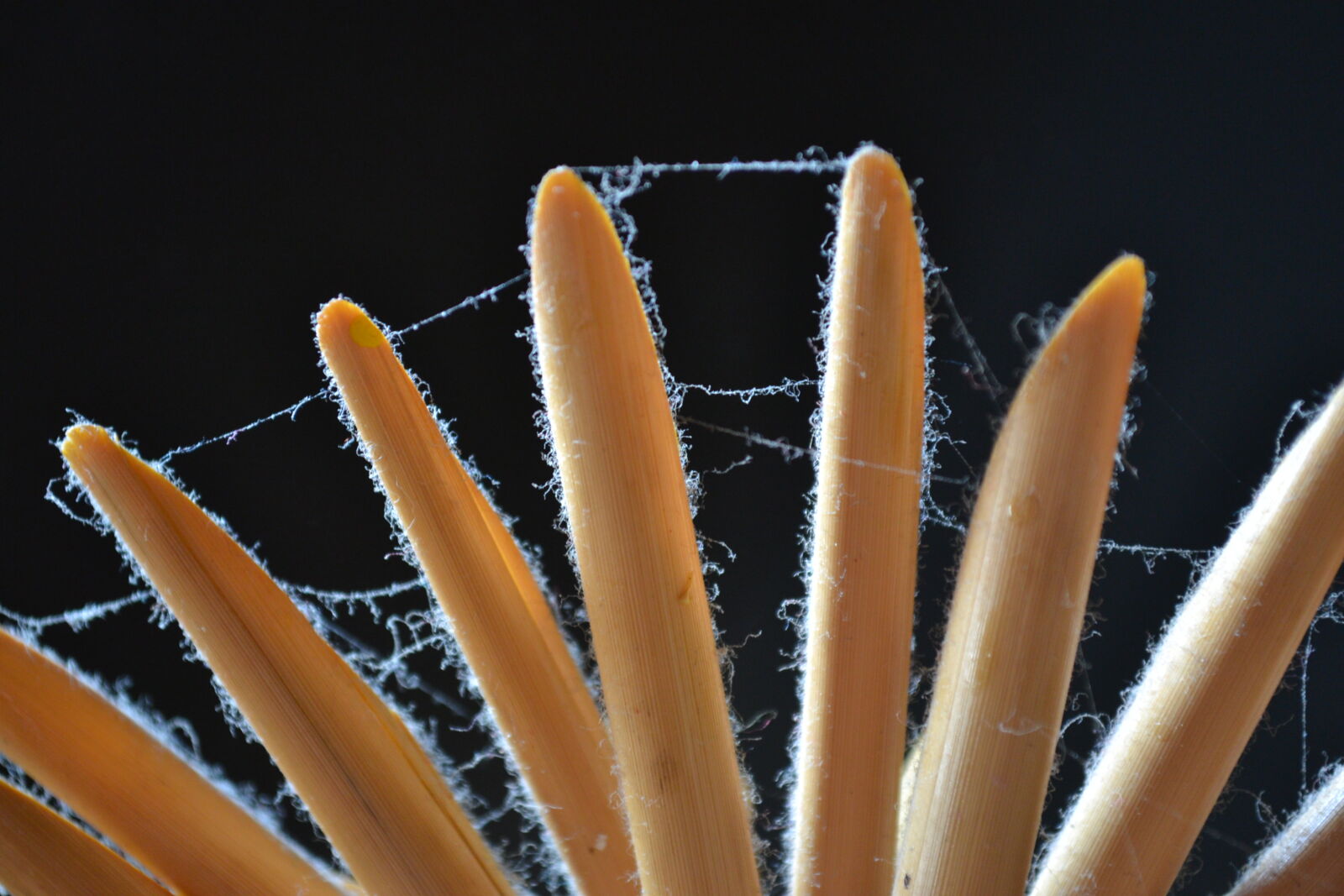 Nikon D3100 sample photo. Spiderweb, wooden photography
