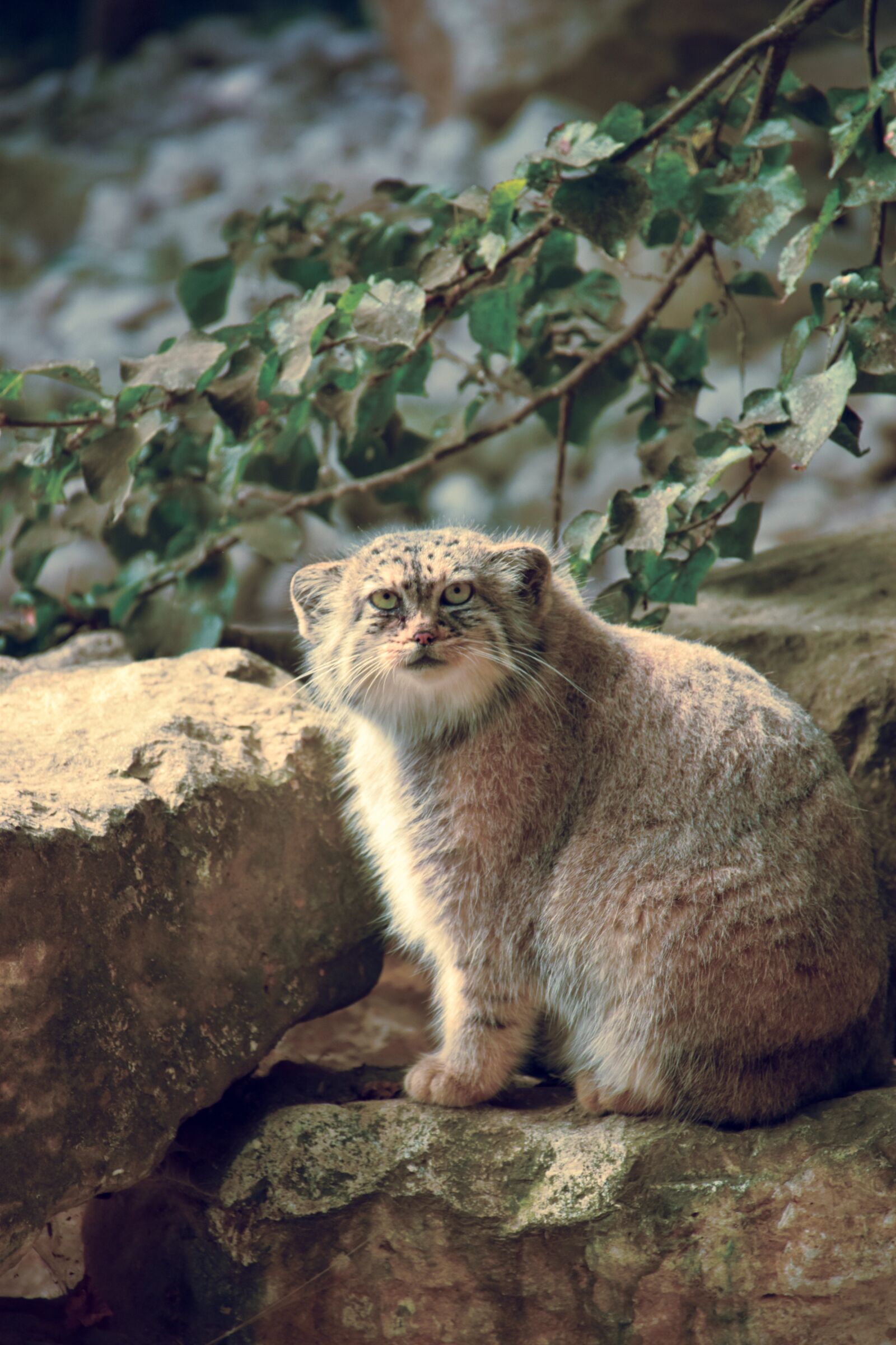 Nikon D5500 sample photo. Cat, lynx, sitting photography