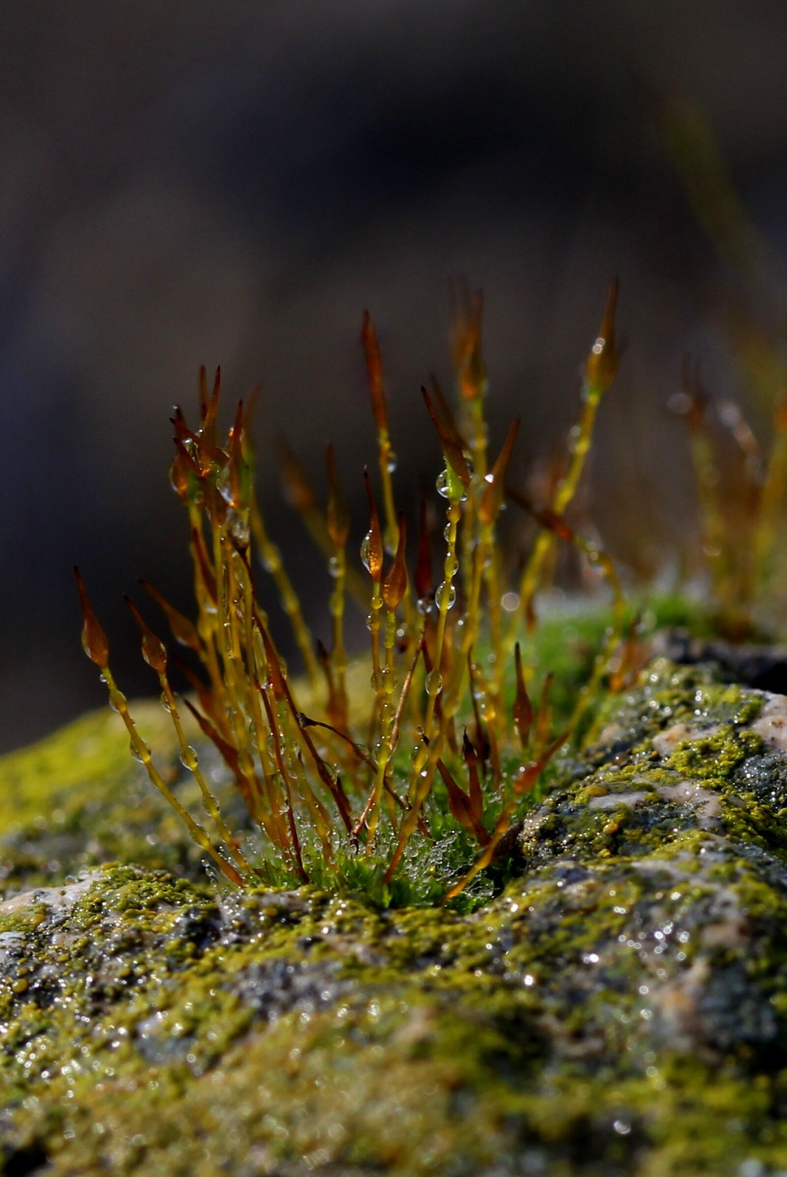 Canon EF-S 60mm F2.8 Macro USM sample photo. Muscles of the tree photography