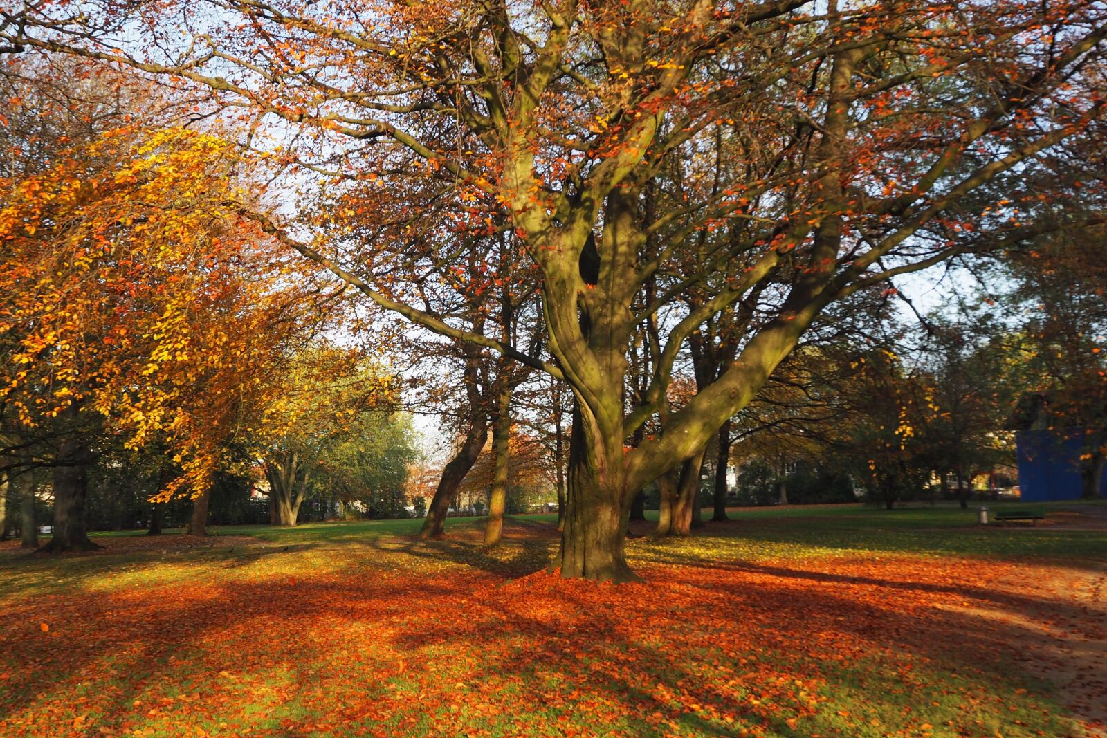 Olympus OM-D E-M10 sample photo. Park, autumn, leaves photography