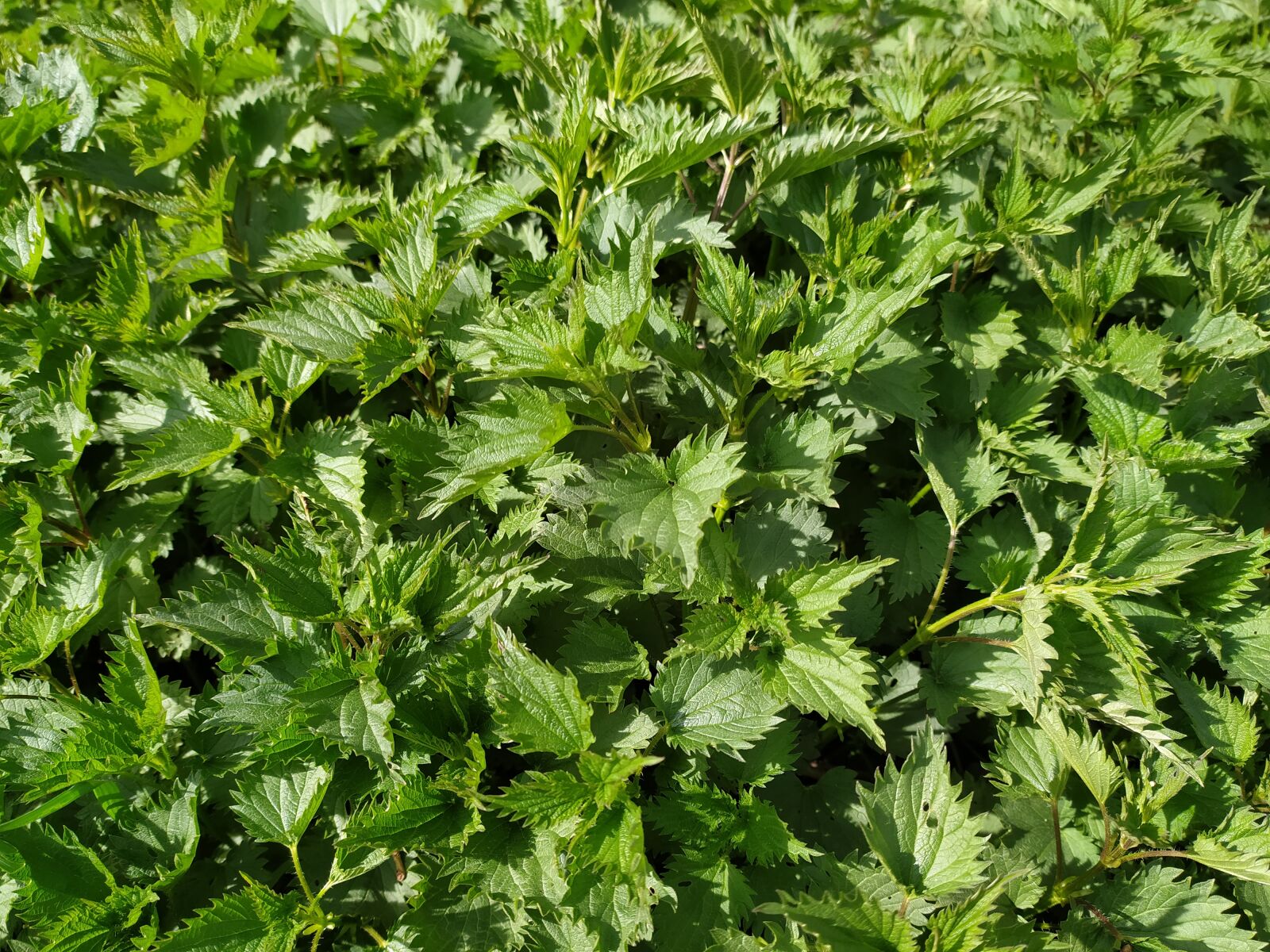 Xiaomi Redmi Note 8T sample photo. Stinging nettle, herbs, health photography