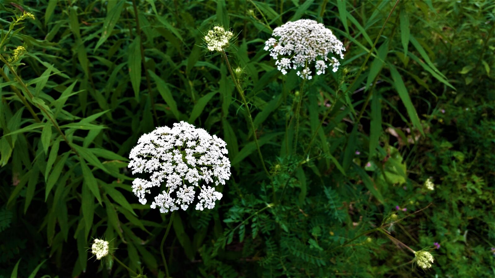 Samsung Galaxy S5 sample photo. Flowers, white, spring photography