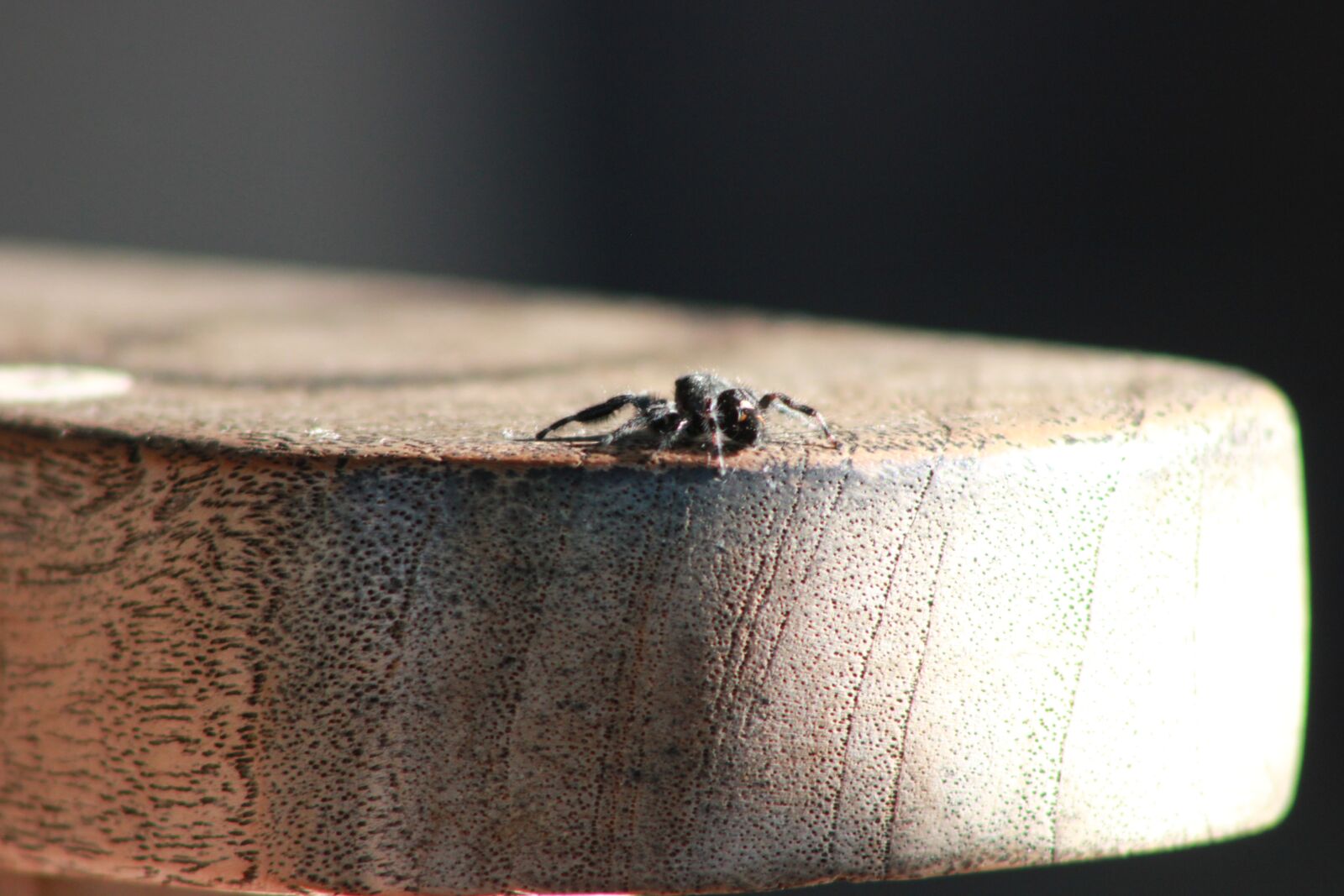 Canon EOS 550D (EOS Rebel T2i / EOS Kiss X4) sample photo. Bold jumping spider, spider photography