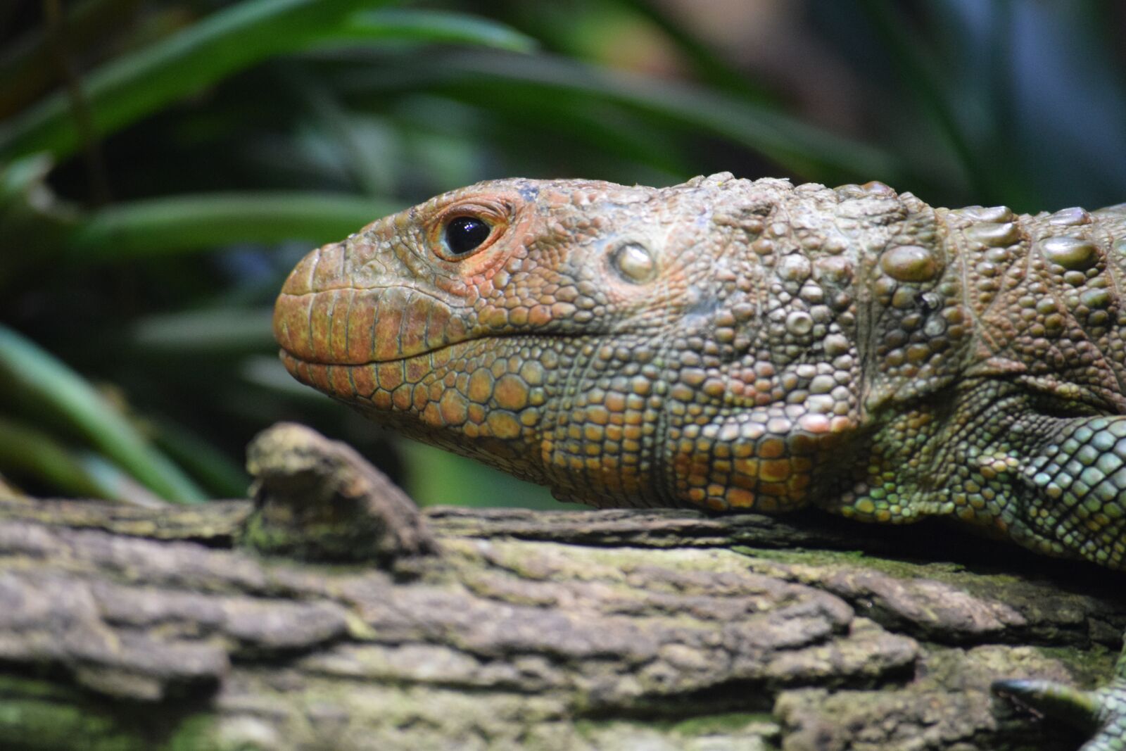Nikon D3300 sample photo. Chameleon, lizard, reptile photography