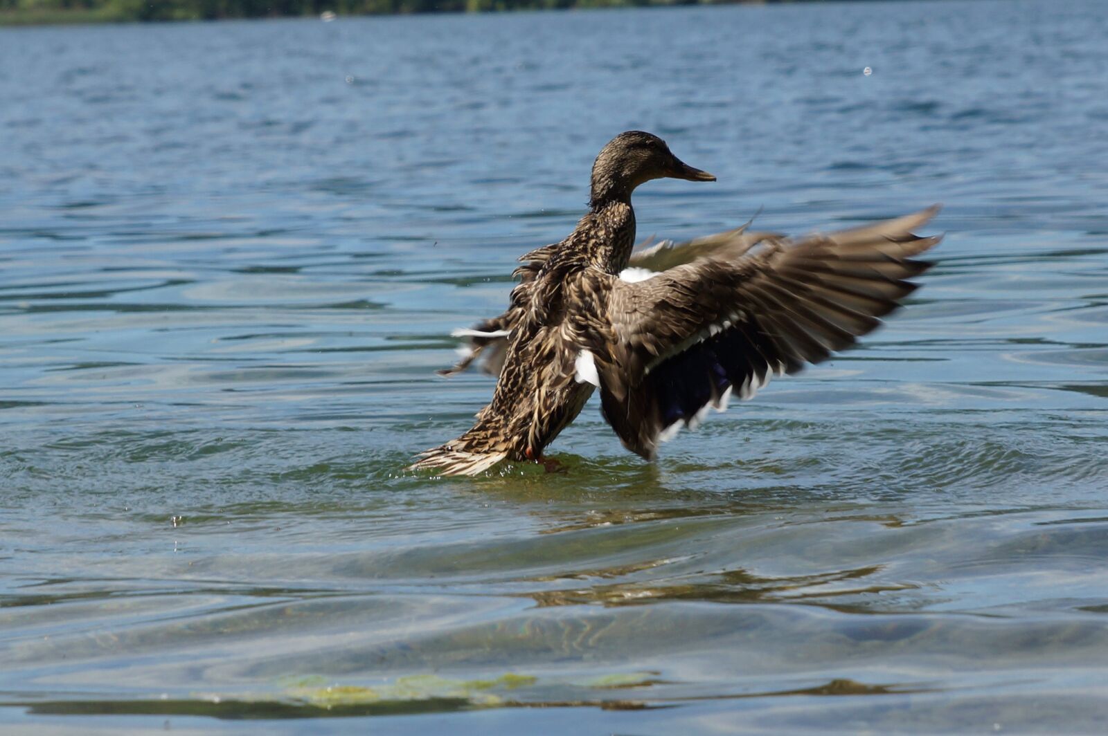 24-70mm F2.8 sample photo. Duck, spread your wings photography