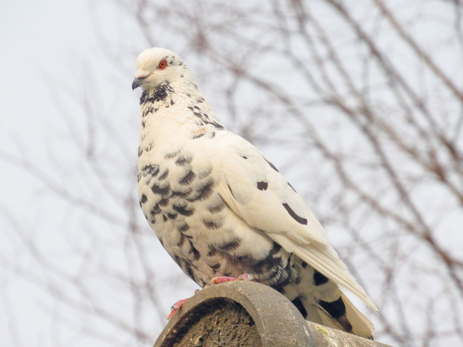 Canon PowerShot SX530 HS sample photo. Bird, animal, nature photography