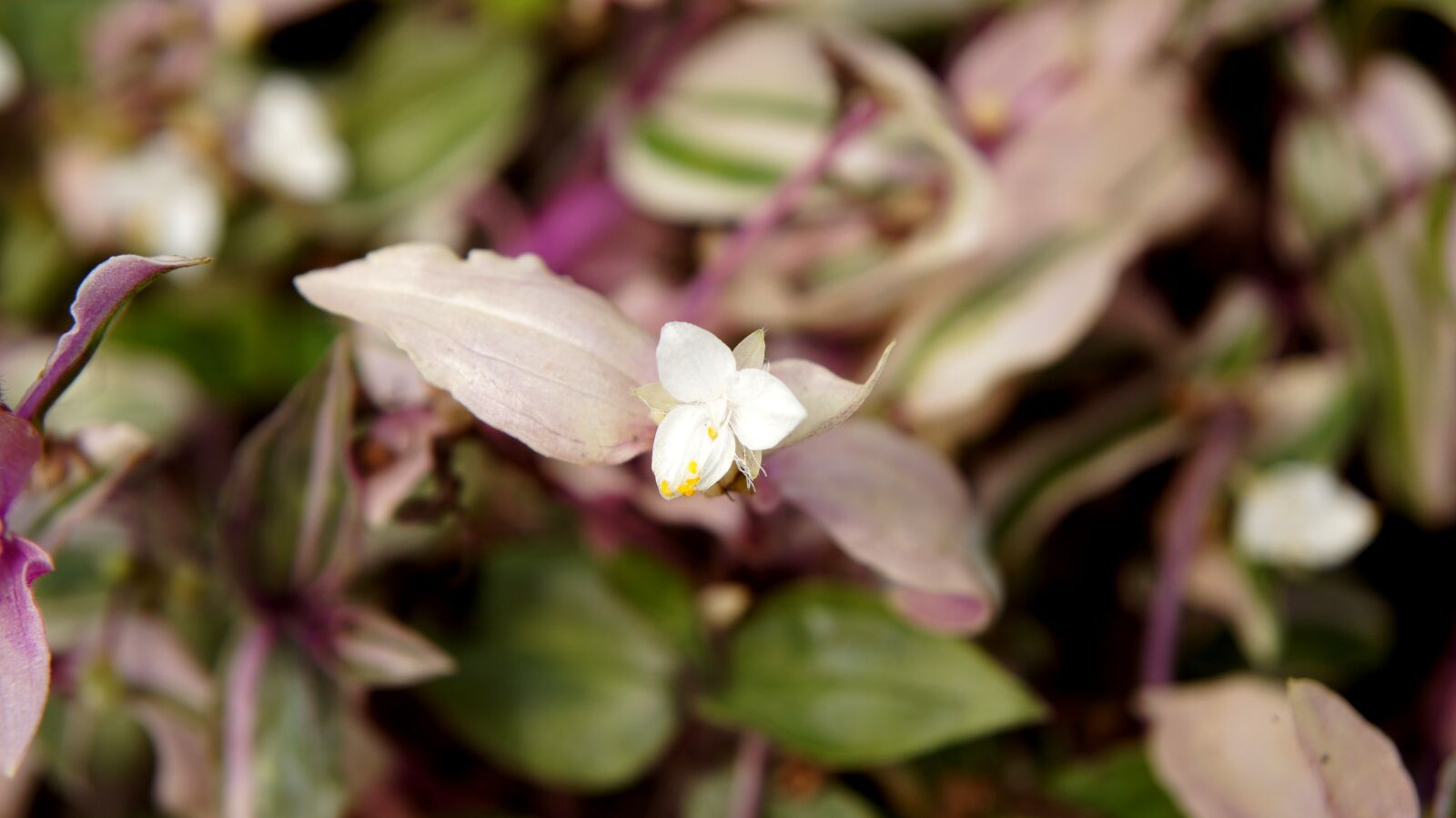 Sony SLT-A55 (SLT-A55V) sample photo. Flower, white, garden photography