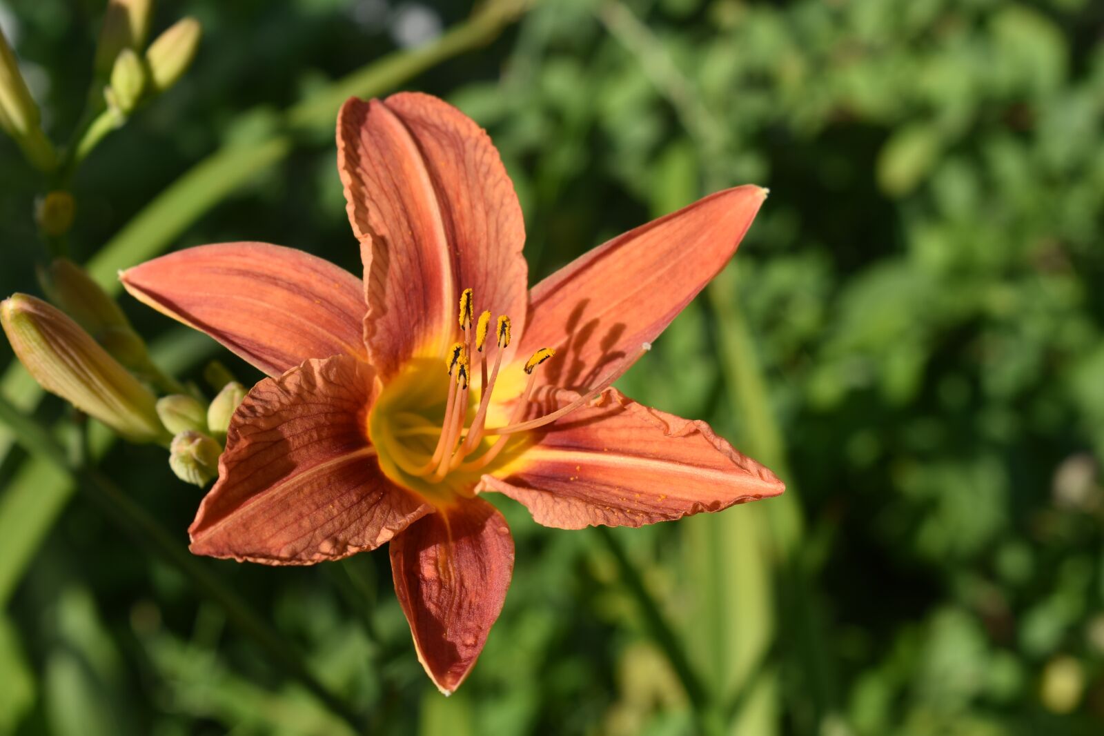 Nikon D3400 sample photo. Day-lily, orange, flower photography