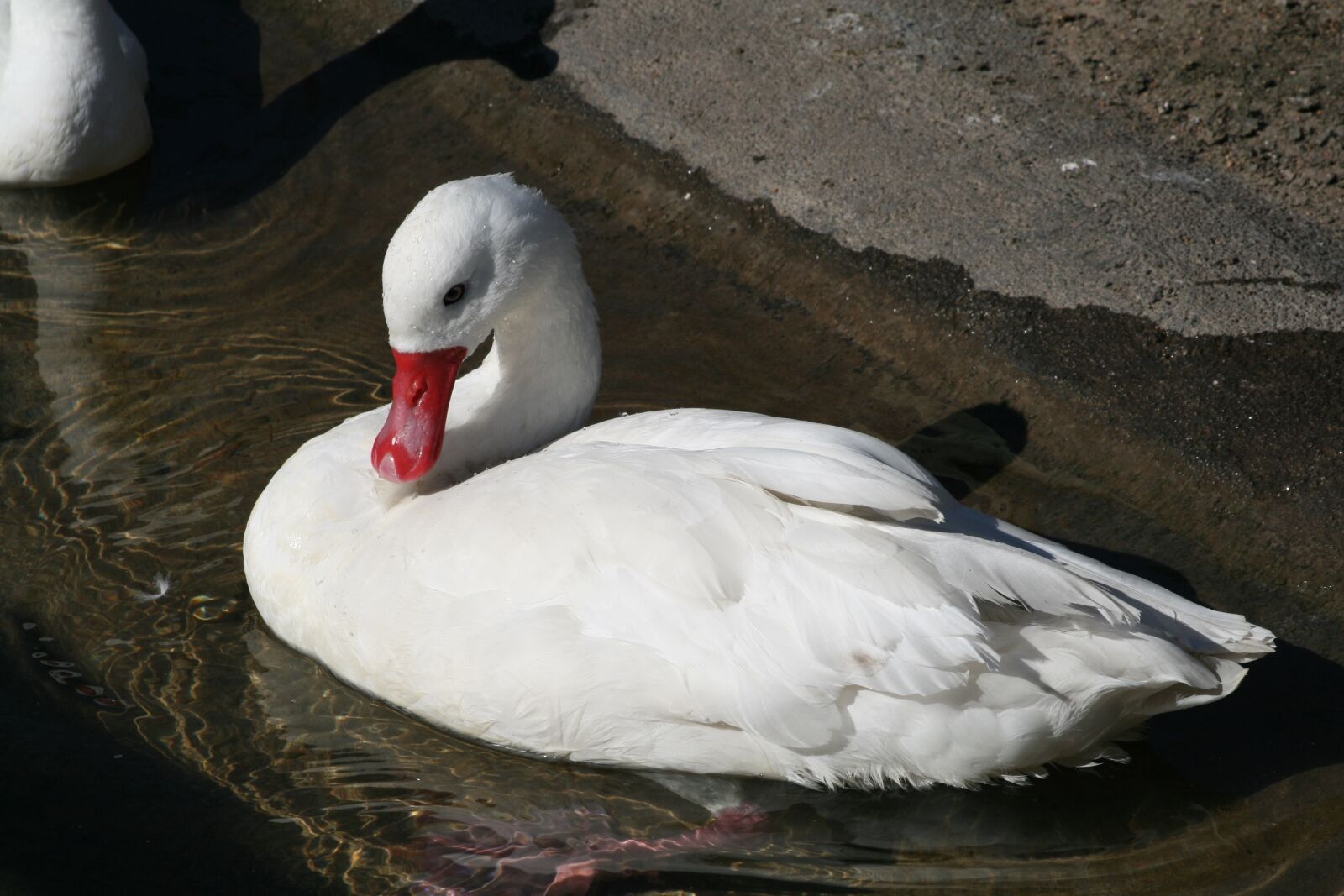 Canon EOS 400D (EOS Digital Rebel XTi / EOS Kiss Digital X) sample photo. Water, bird, swan photography
