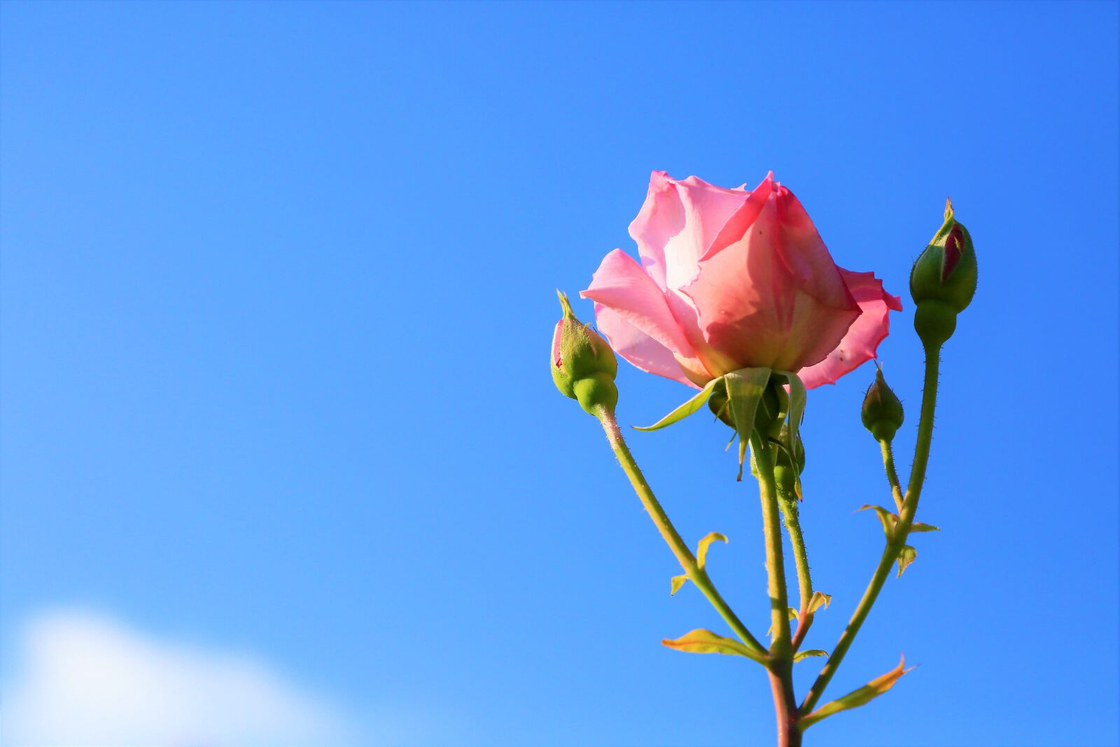Canon EOS 5D Mark III sample photo. Rose, background, sky photography