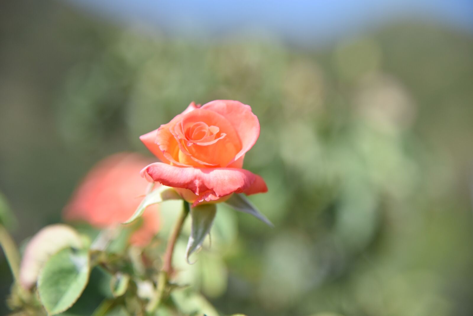 Nikon D810 sample photo. Flowers, hills, back photography