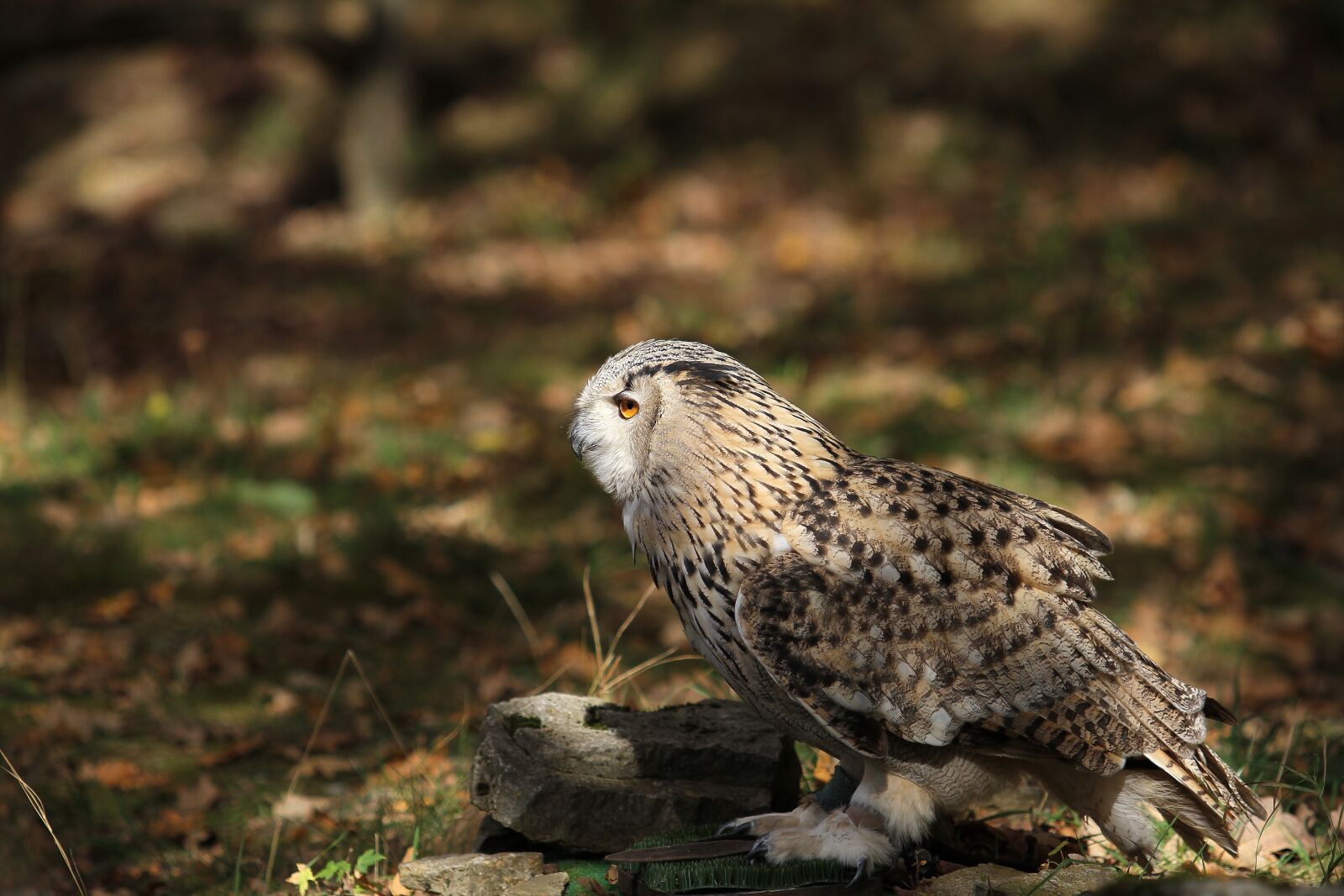 Canon EOS 7D sample photo. Owl, bird of prey photography
