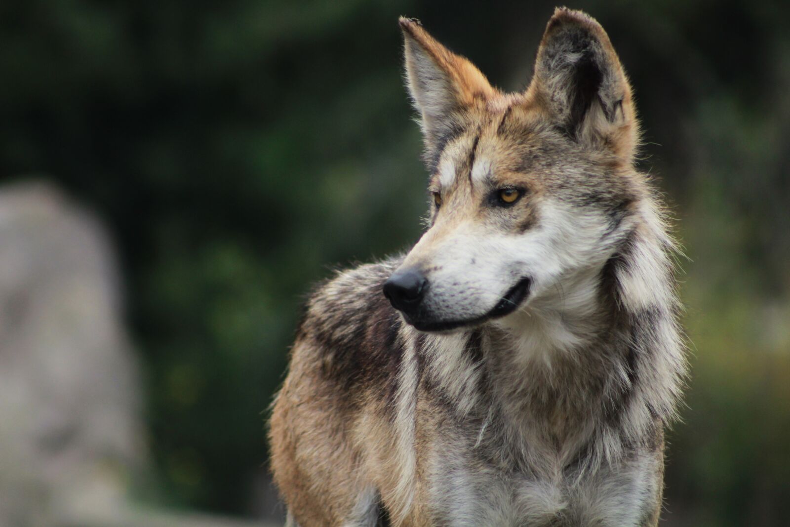 Canon EF 75-300mm f/4-5.6 sample photo. Wolf, animal, dog photography