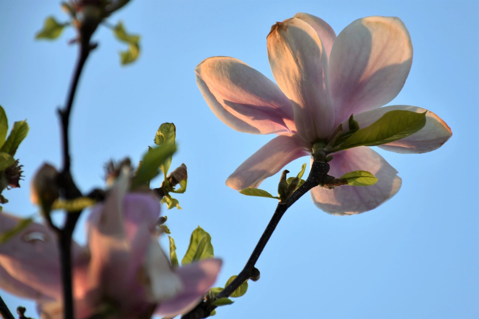 Nikon D5600 sample photo. Pink magnolia, plant, spring photography