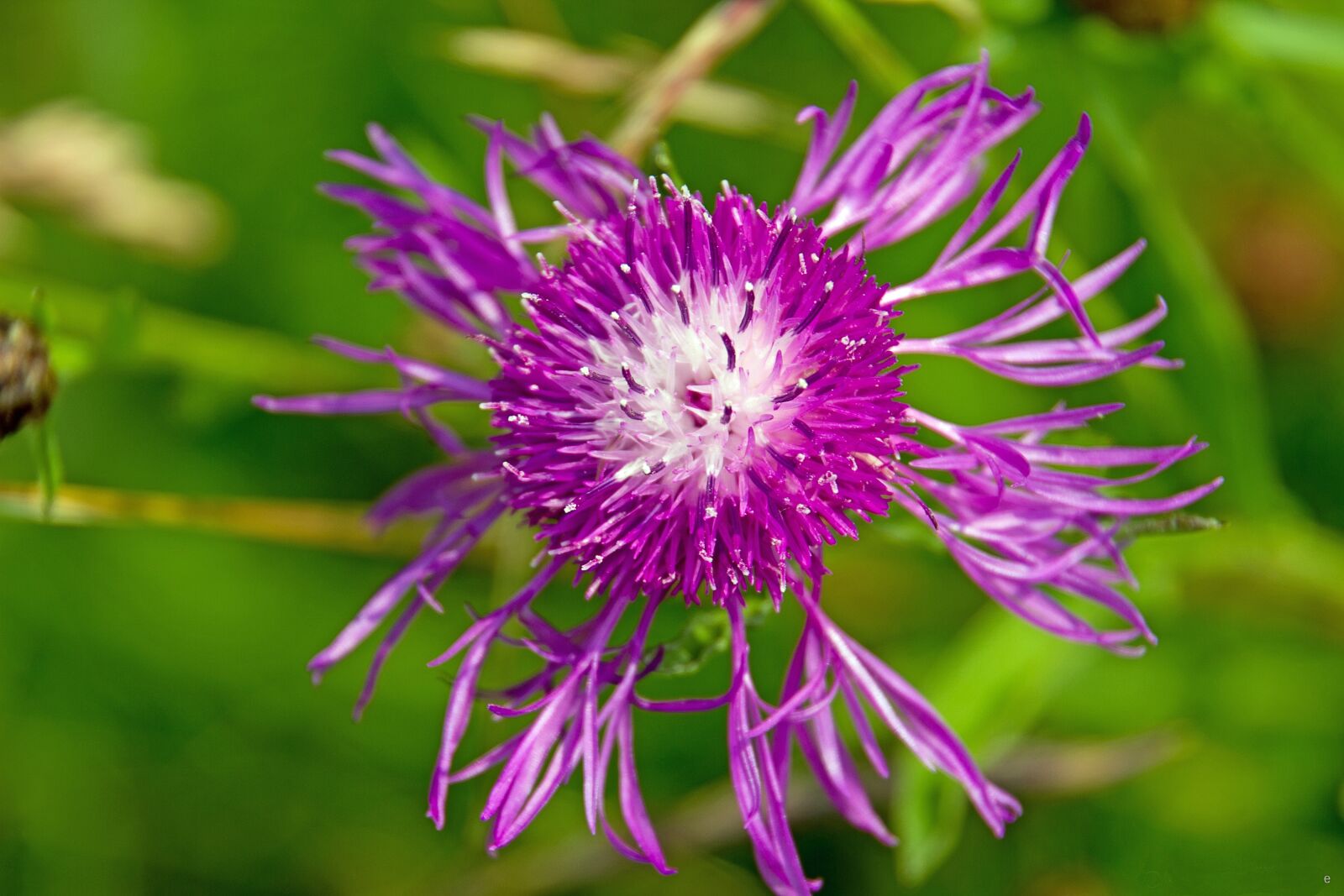 Canon EOS 550D (EOS Rebel T2i / EOS Kiss X4) sample photo. Thistle, purple thistles, flower photography