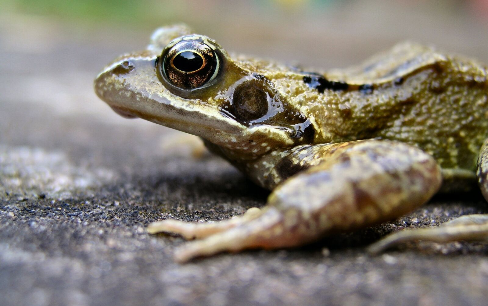 Olympus C5050Z sample photo. Frog, amphibian, pond photography