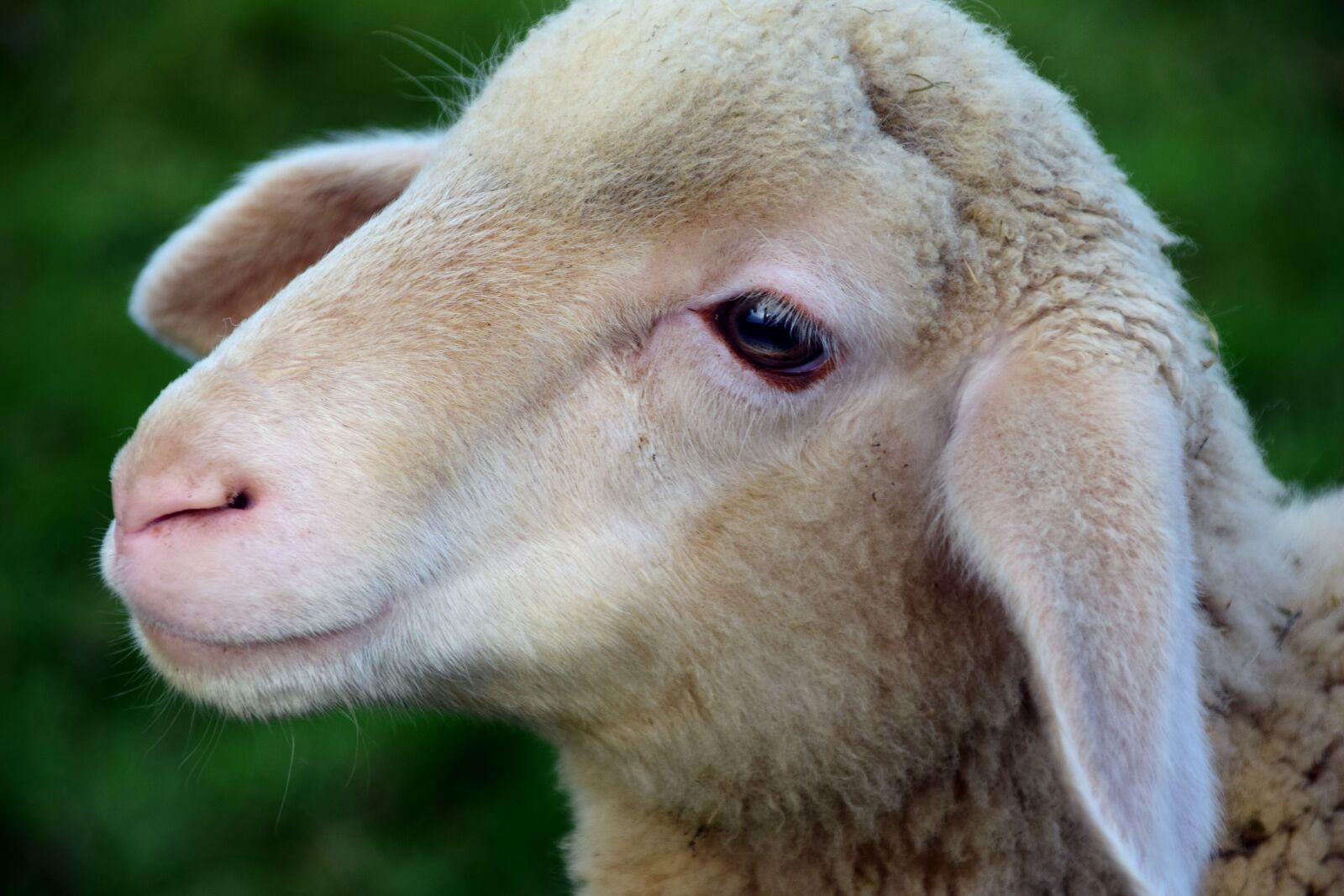 Nikon D3300 sample photo. Lamb, sheep, young animal photography