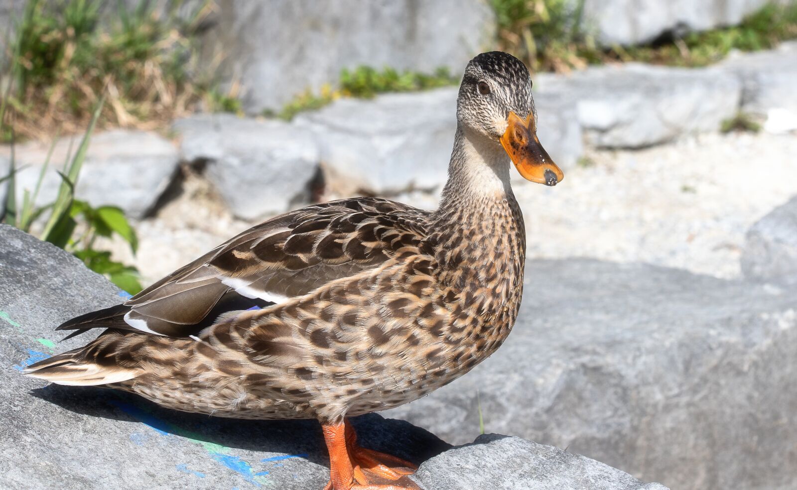 Canon EF 70-300mm F4-5.6 IS USM sample photo. Mallard, duck, bird photography
