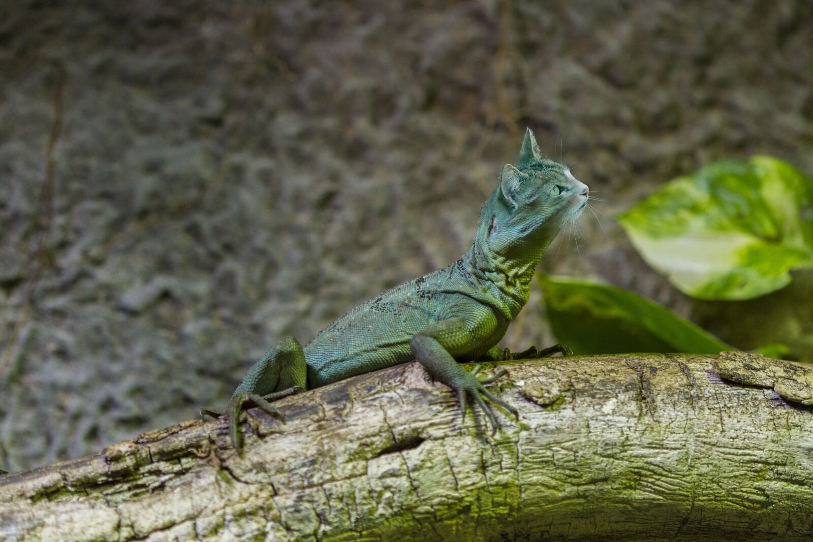 Canon EOS 7D sample photo. Animal hybrid, lizard, basilisk photography