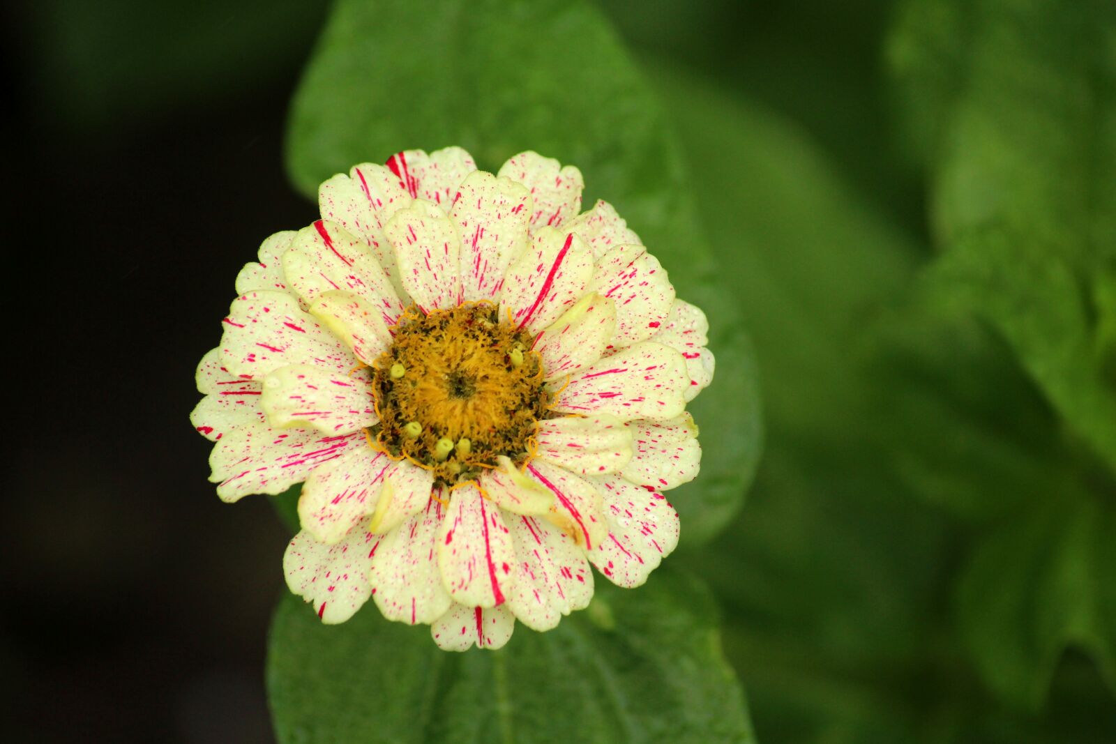 Canon EOS 1200D (EOS Rebel T5 / EOS Kiss X70 / EOS Hi) sample photo. Zinnia, flower, summer photography