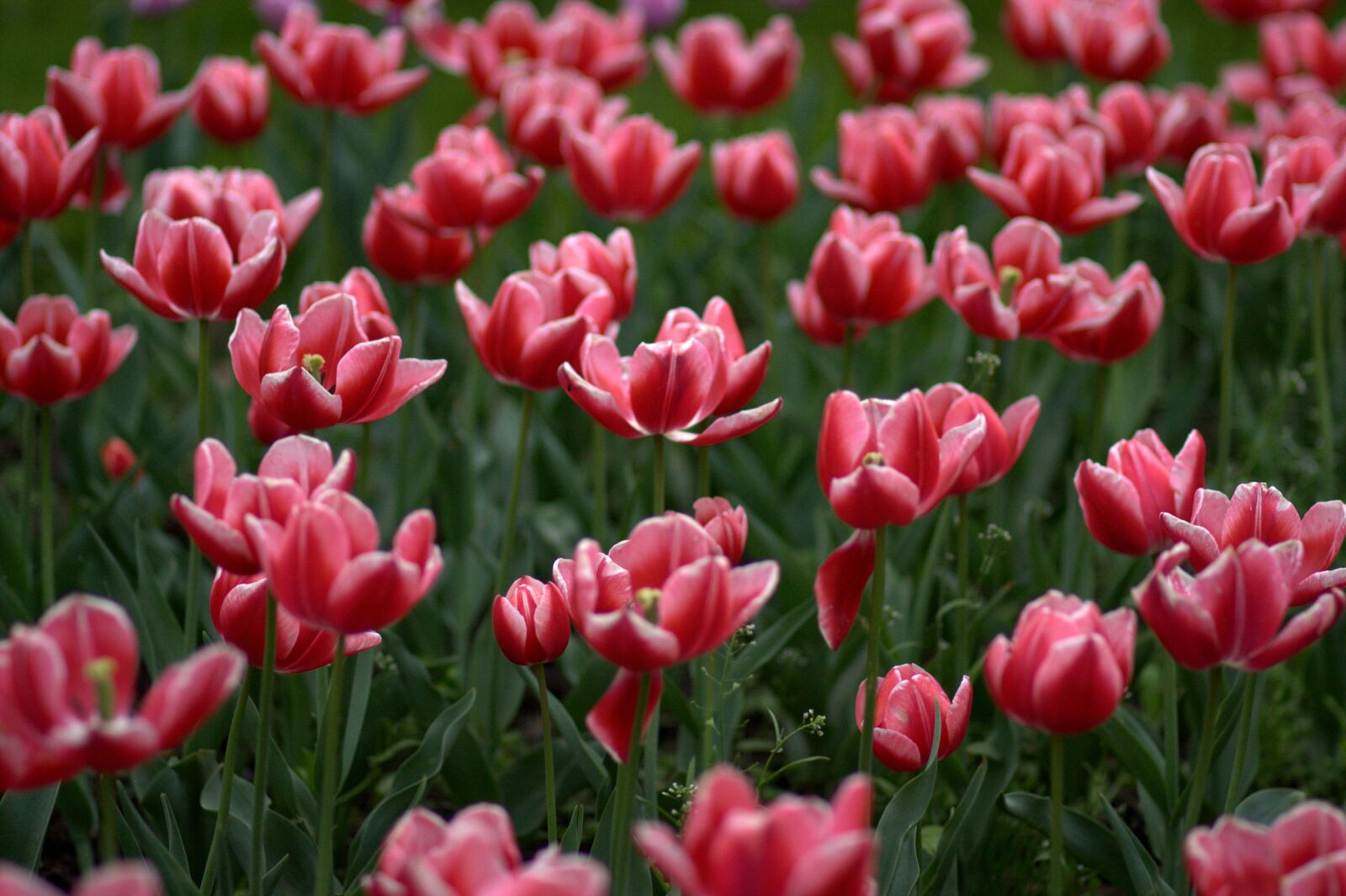 Canon EOS 450D (EOS Rebel XSi / EOS Kiss X2) sample photo. Tulips, flowers, supplies photography