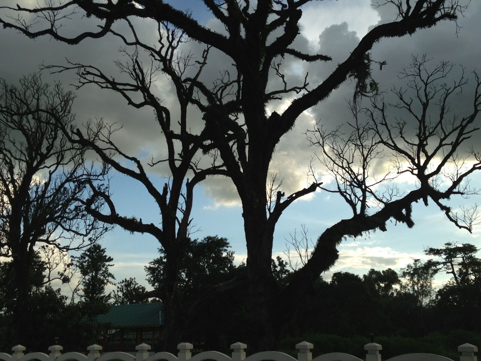 Apple iPhone 5 sample photo. Beautiful, plant, black, tree photography