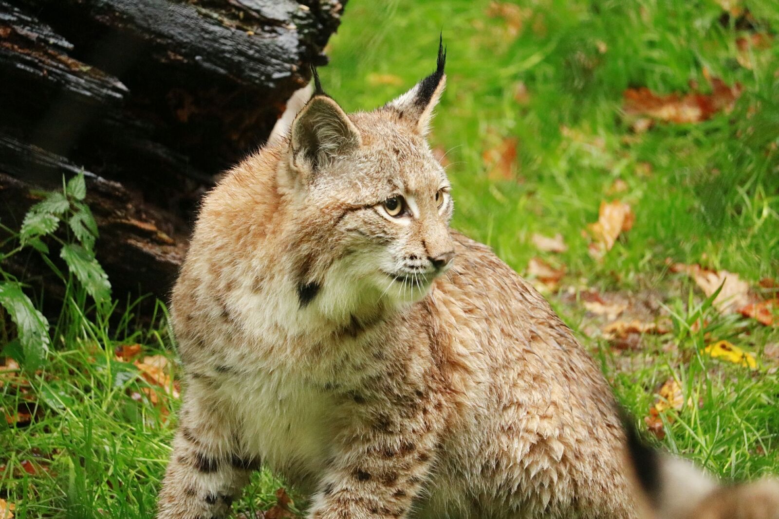 Canon EOS 750D (EOS Rebel T6i / EOS Kiss X8i) sample photo. Animal world, nature, mammal photography