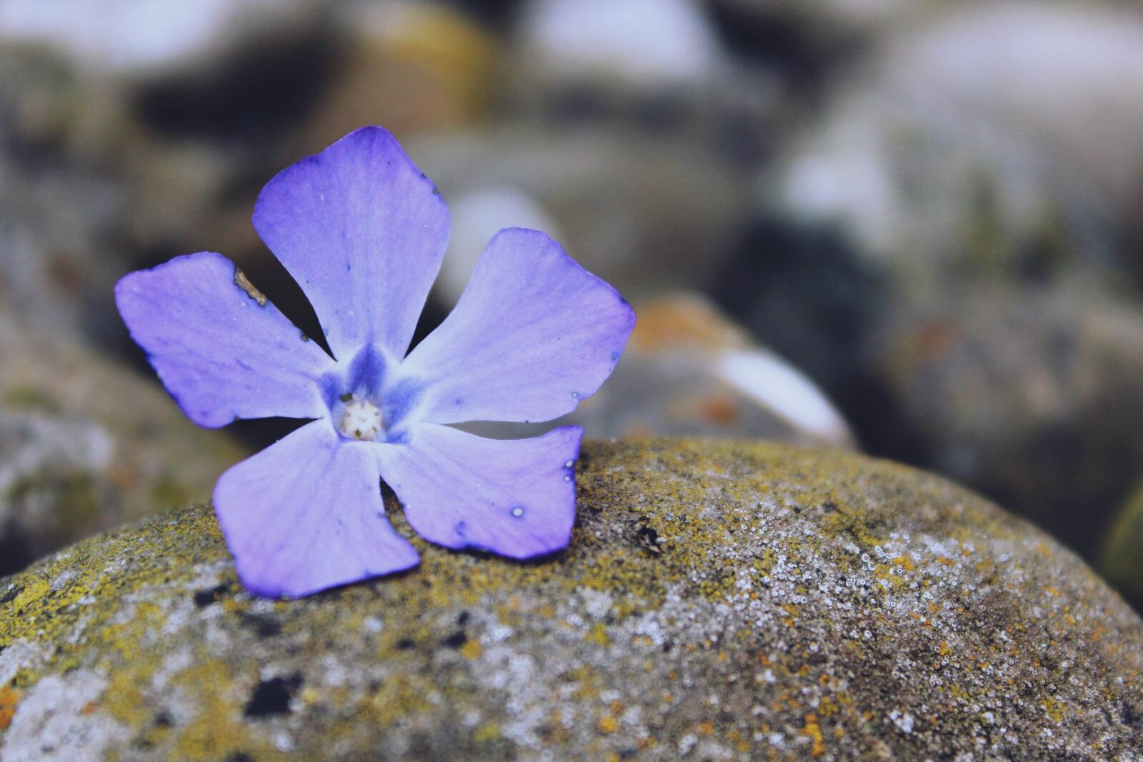 Canon EOS 1200D (EOS Rebel T5 / EOS Kiss X70 / EOS Hi) sample photo. Flowers, purple, background photography