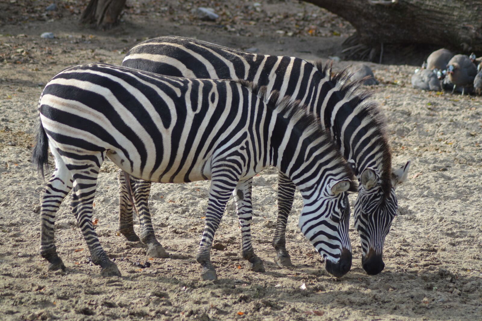 Nikon D3200 sample photo. Animal, zebra, striped photography