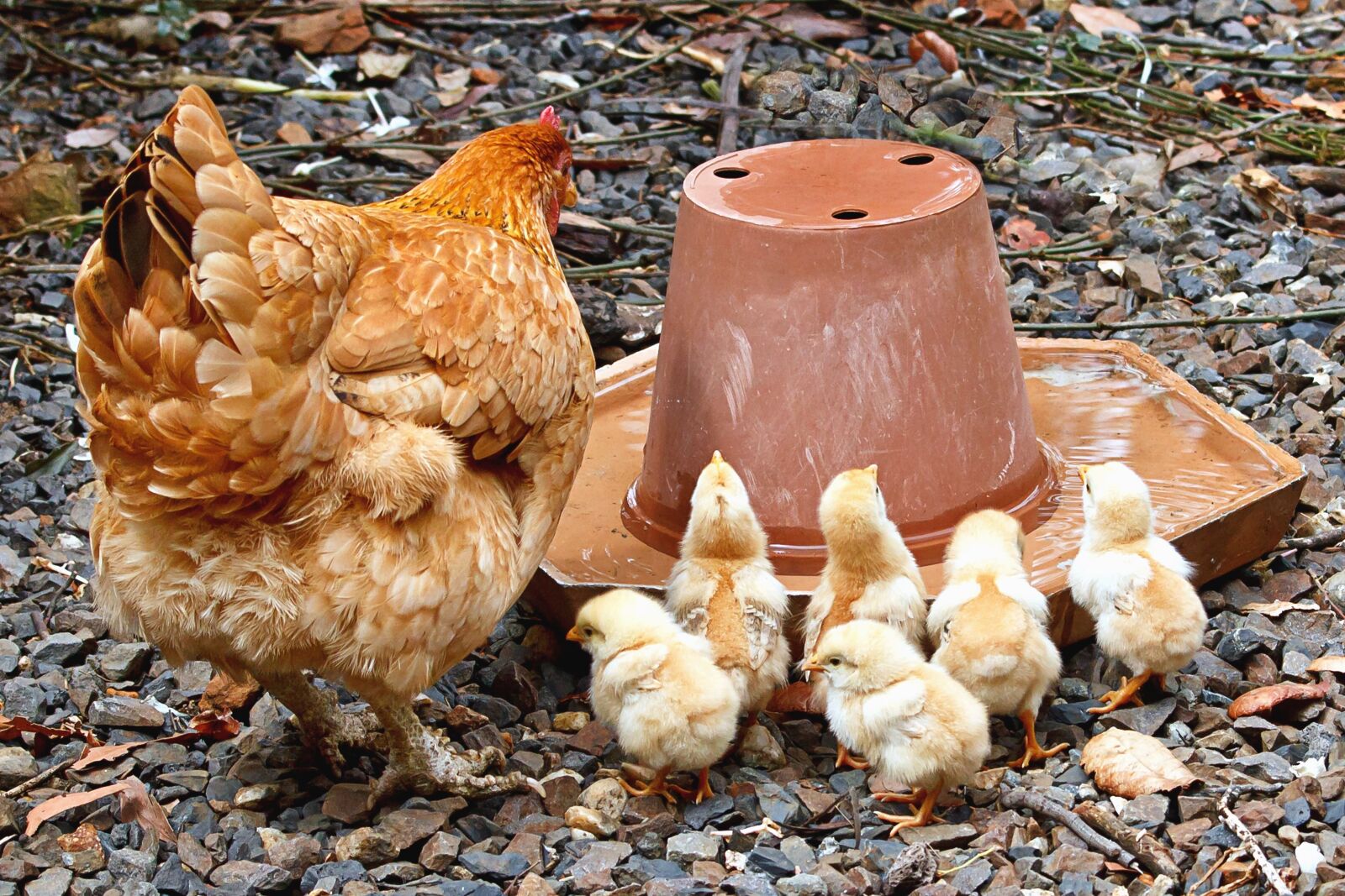 Canon EOS 550D (EOS Rebel T2i / EOS Kiss X4) sample photo. Hen, bird, chicken, animal photography