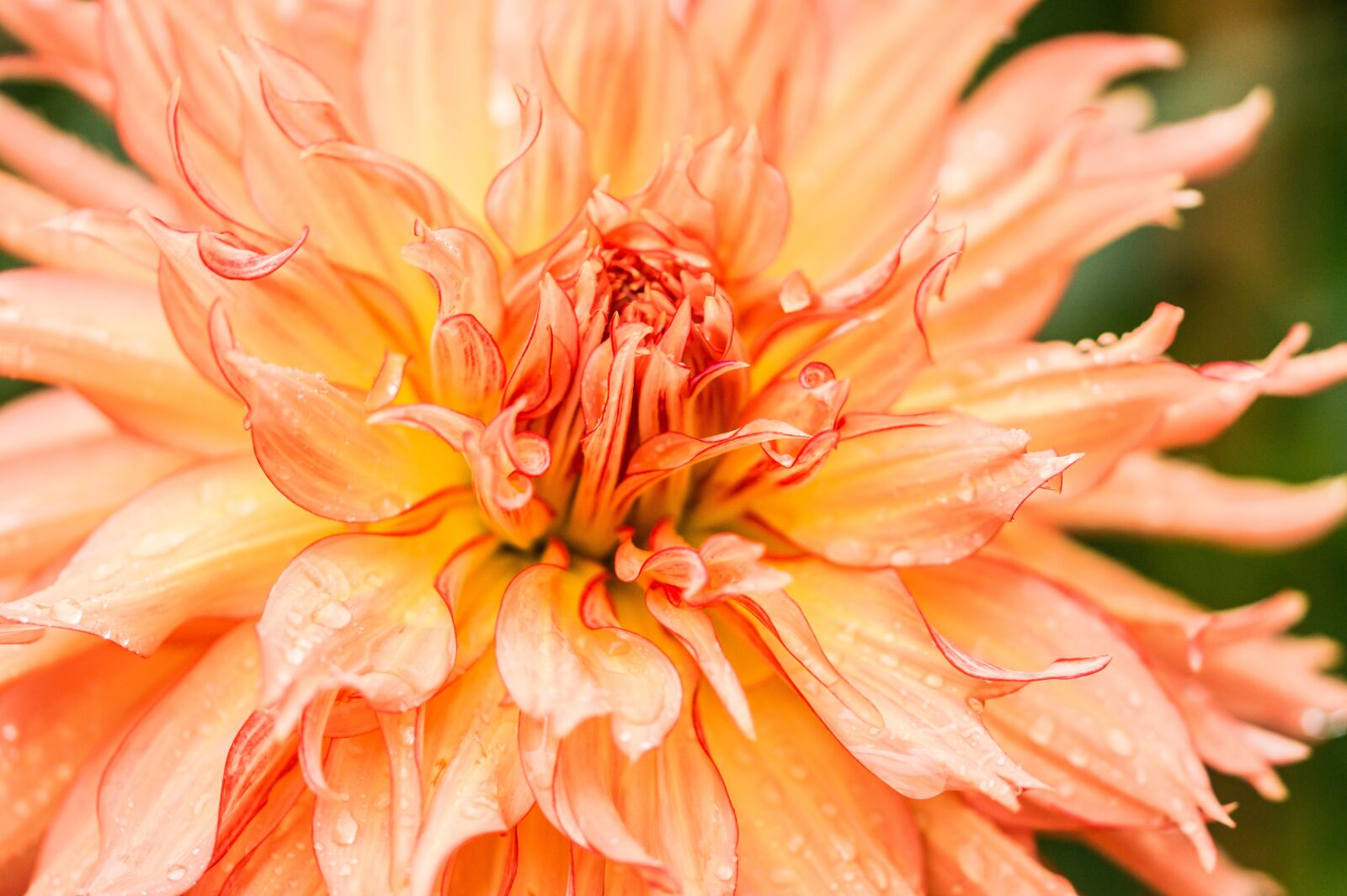 Sony SLT-A58 + 105mm F2.8 sample photo. Flowers, flower, nature photography
