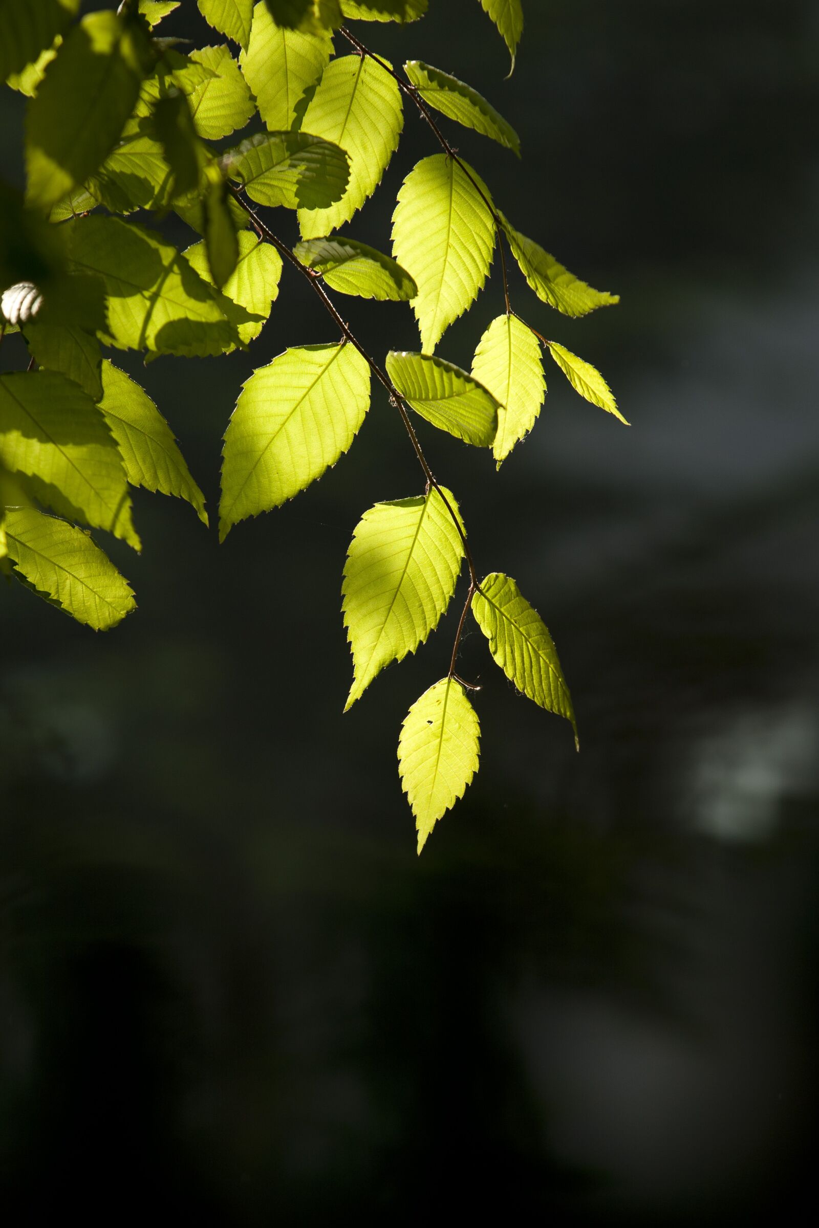 Canon EOS 5D sample photo. Nature, wood, backlight photography