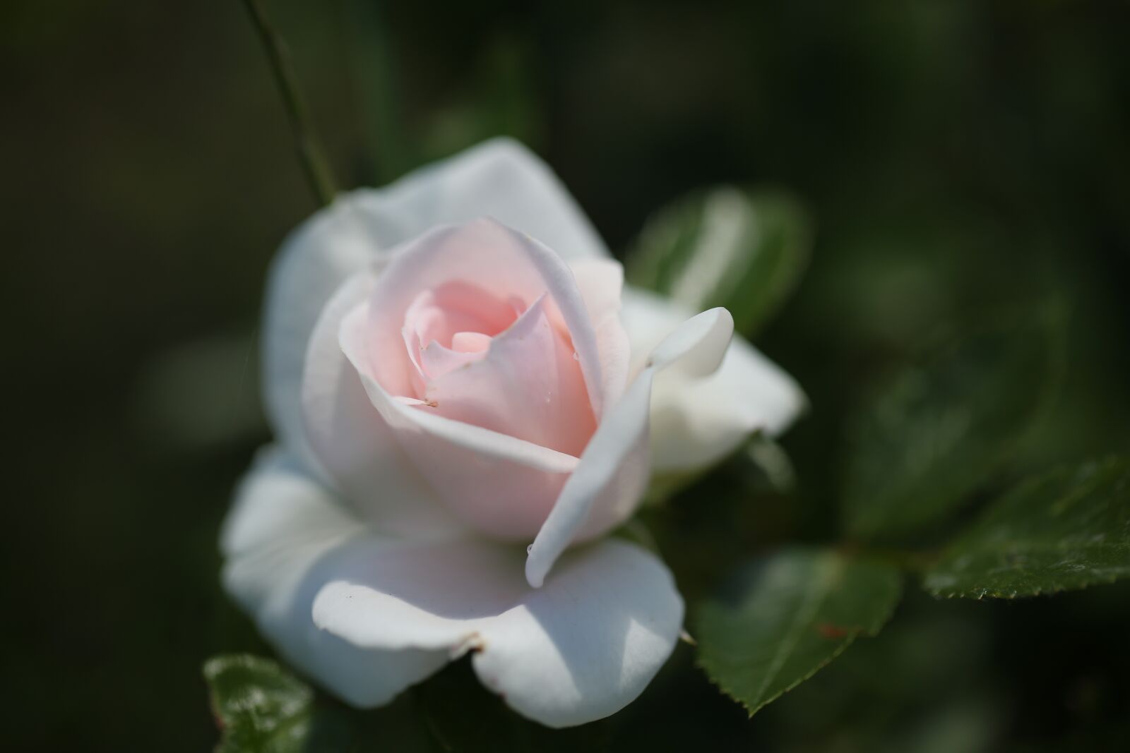Canon EOS 5D Mark III sample photo. Rose, flower, blossom photography