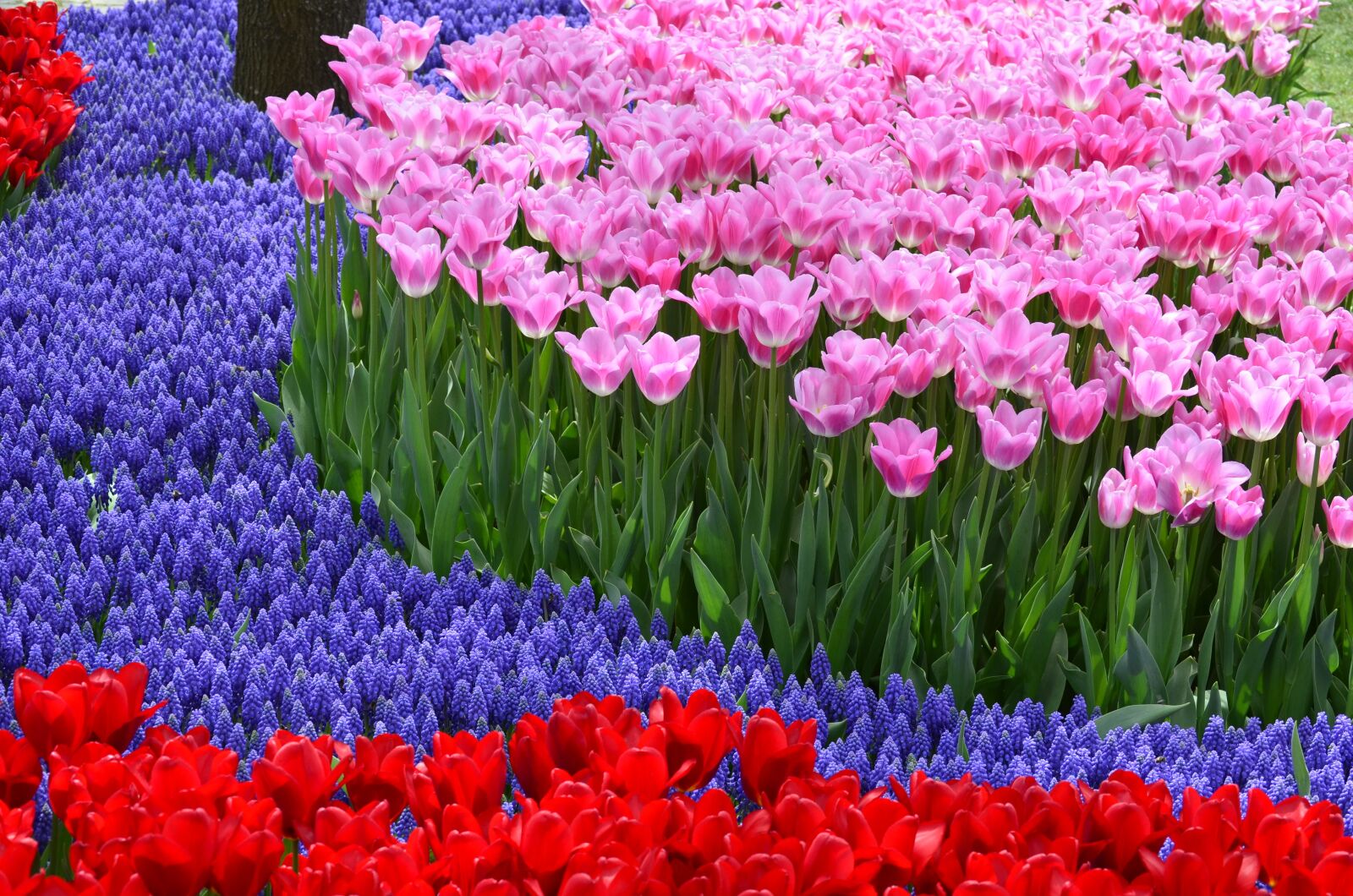Nikon D5100 sample photo. Tulip, flower, spring flower photography