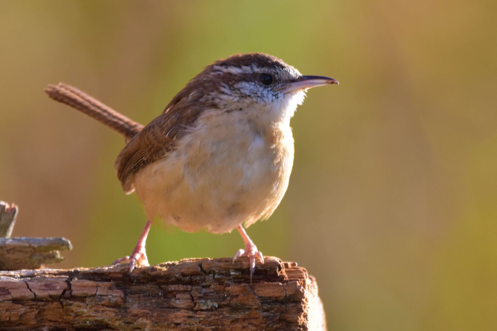 Nikon D3400 sample photo. Bird, nature, carolina wren photography
