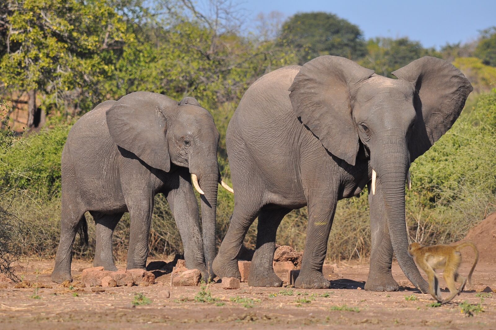 Nikon D90 sample photo. Elephant, mammal, wildlife photography