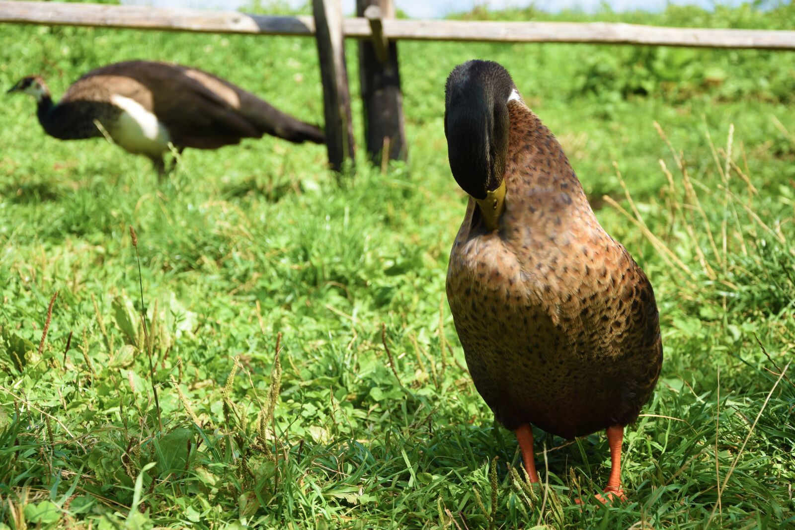 Nikon D7200 sample photo. Mallard, duck, water bird photography