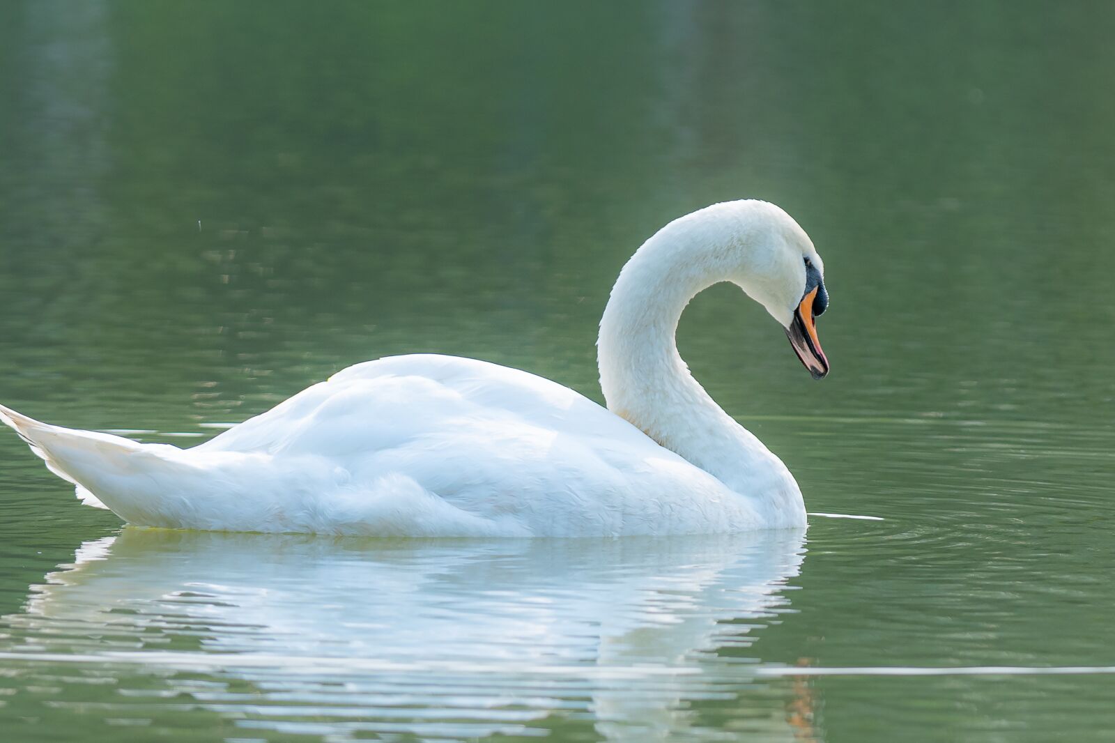 Nikon D810 sample photo. Swan, outdoor, water photography