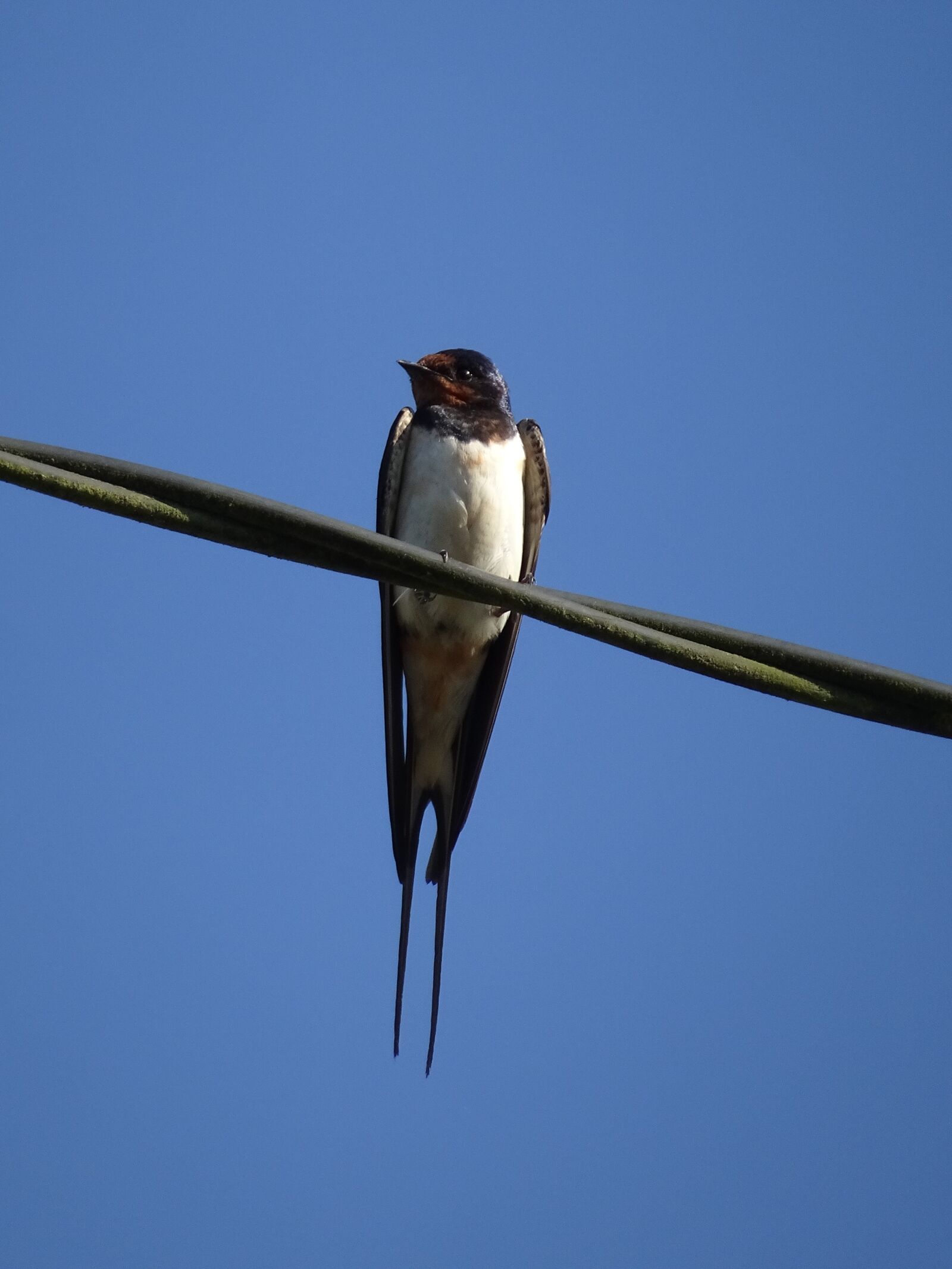 Sony Cyber-shot DSC-HX90V sample photo. Swallow, birds, sparrows photography