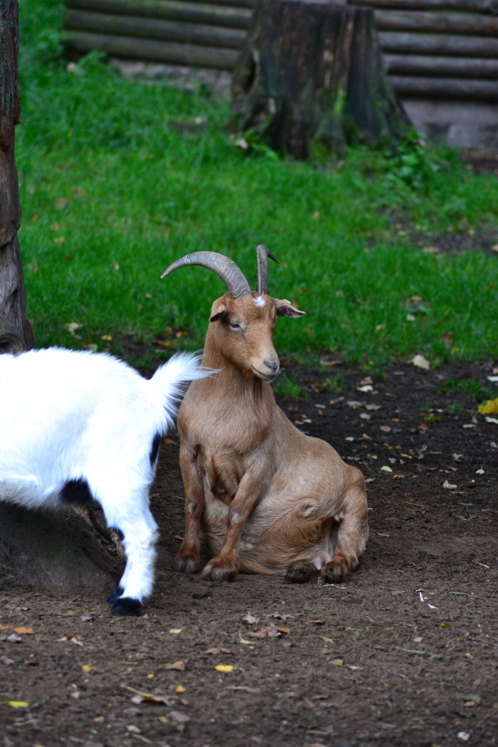 Nikon D3100 sample photo. Goat, jolly, sit photography