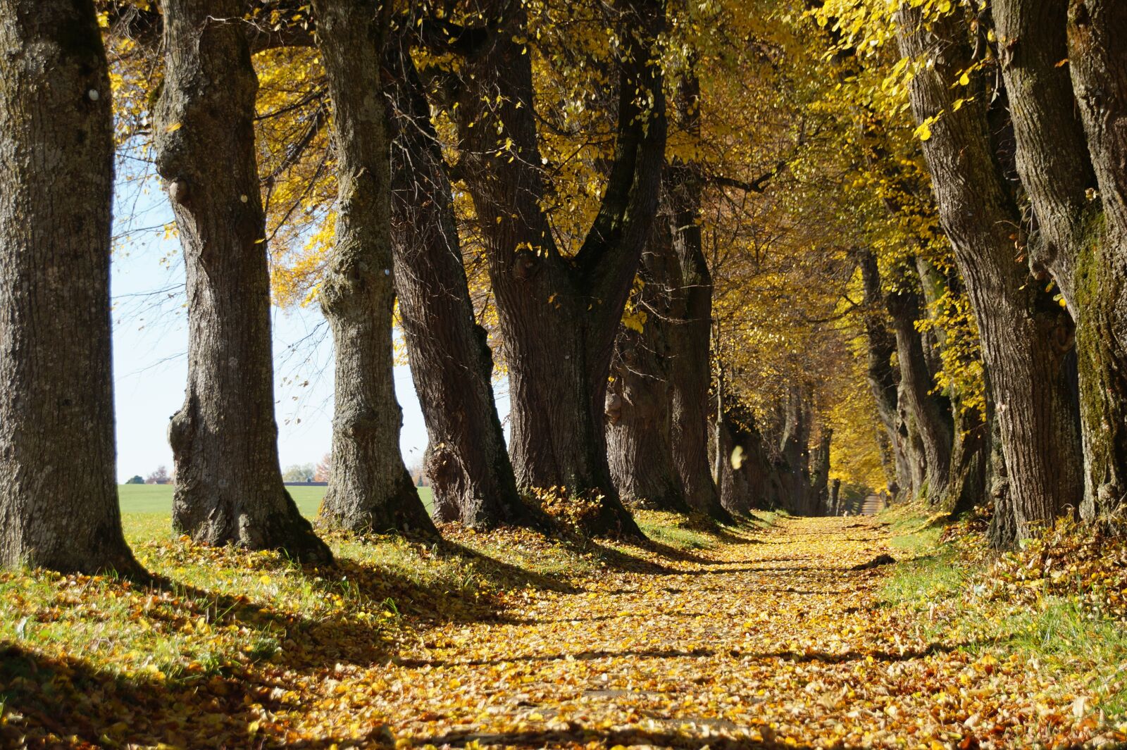 Sony SLT-A58 sample photo. Marktoberdorf, lindenallee, autumn photography