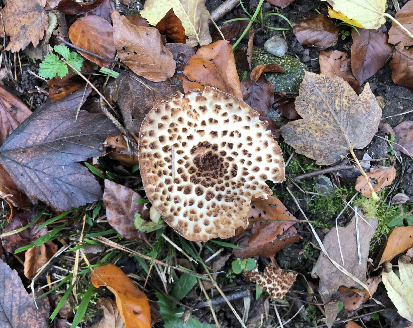 iPhone 8 Plus back dual camera 3.99mm f/1.8 sample photo. Mushroom, forest, nature photography