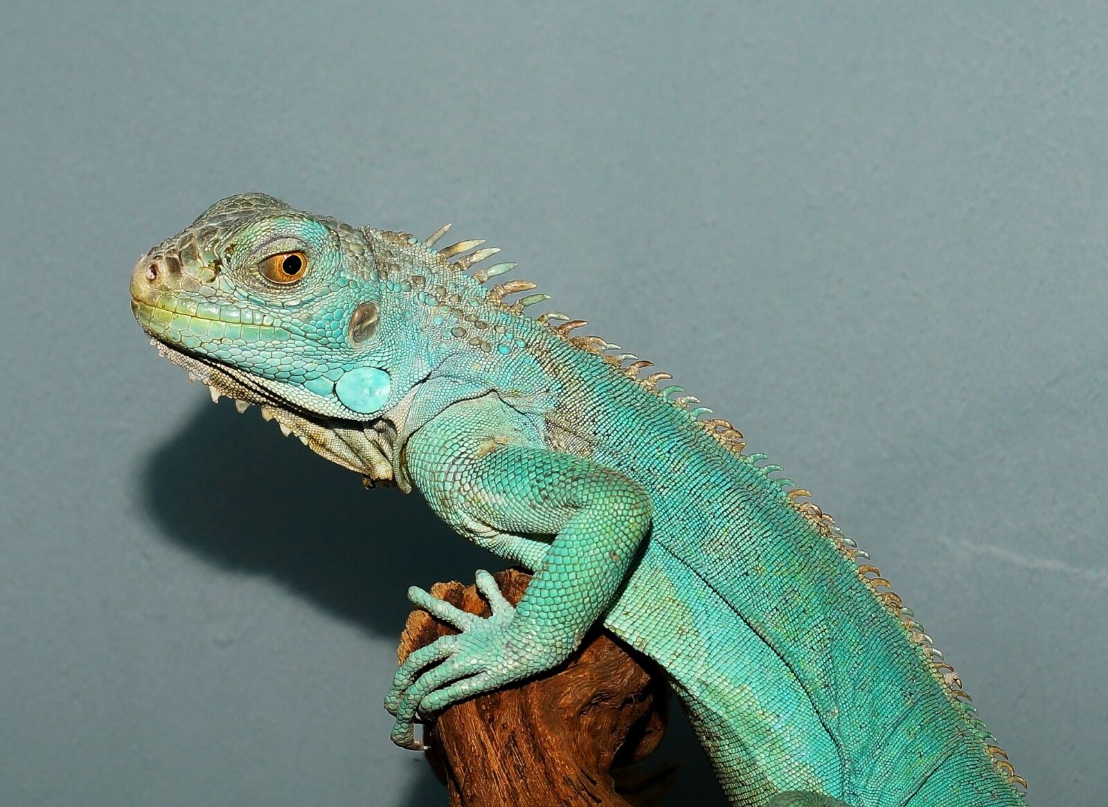 Sony a99 II + MACRO 50mm F2.8 sample photo. Lizard, portrait, close up photography