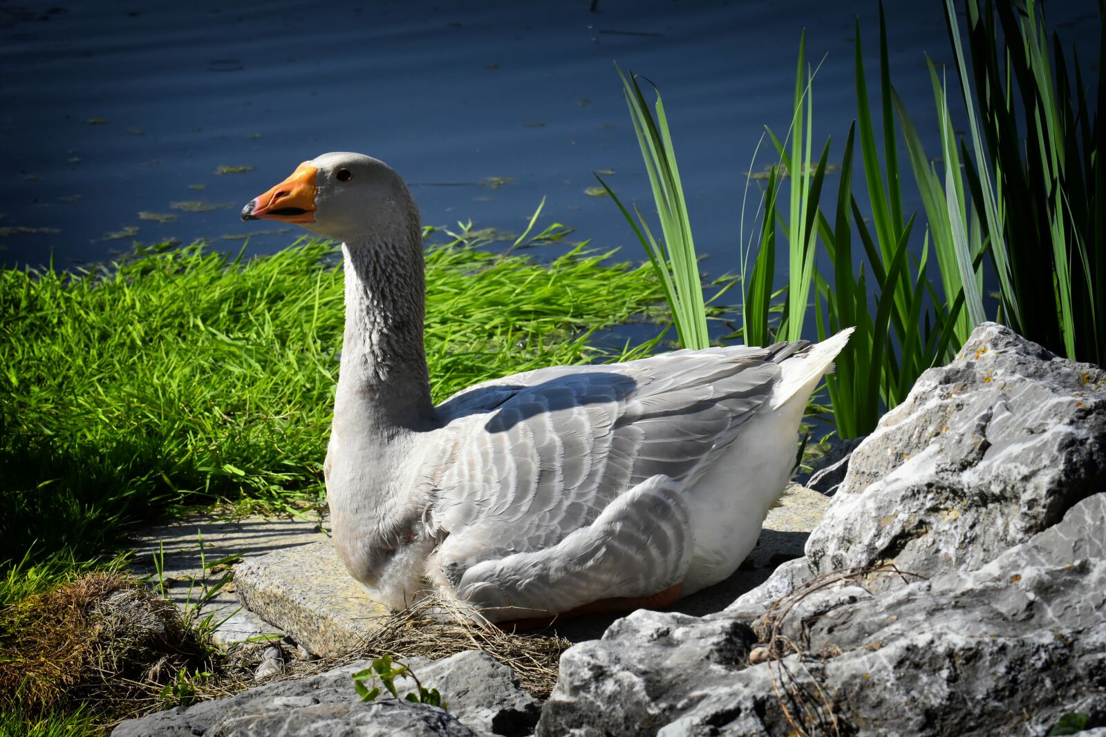Nikon D7200 sample photo. Goose, water bird, pond photography