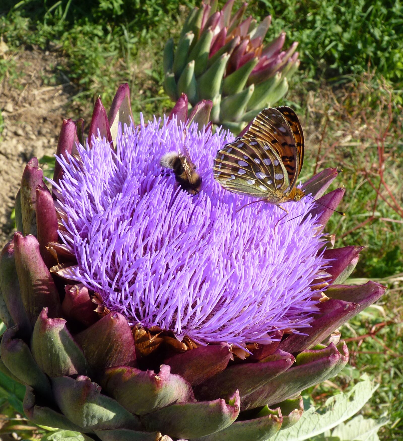 Panasonic Lumix DMC-FZ35 (Lumix DMC-FZ38) sample photo. Flower, artichoke, violet photography