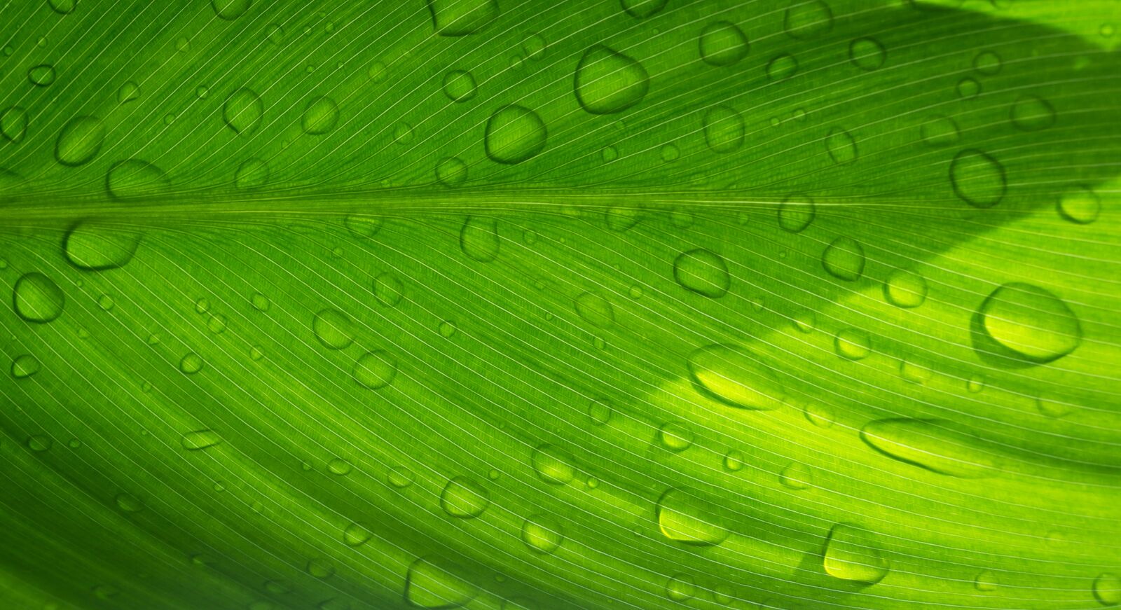 Sony Alpha NEX-5N sample photo. Leaf, trickle, nature photography