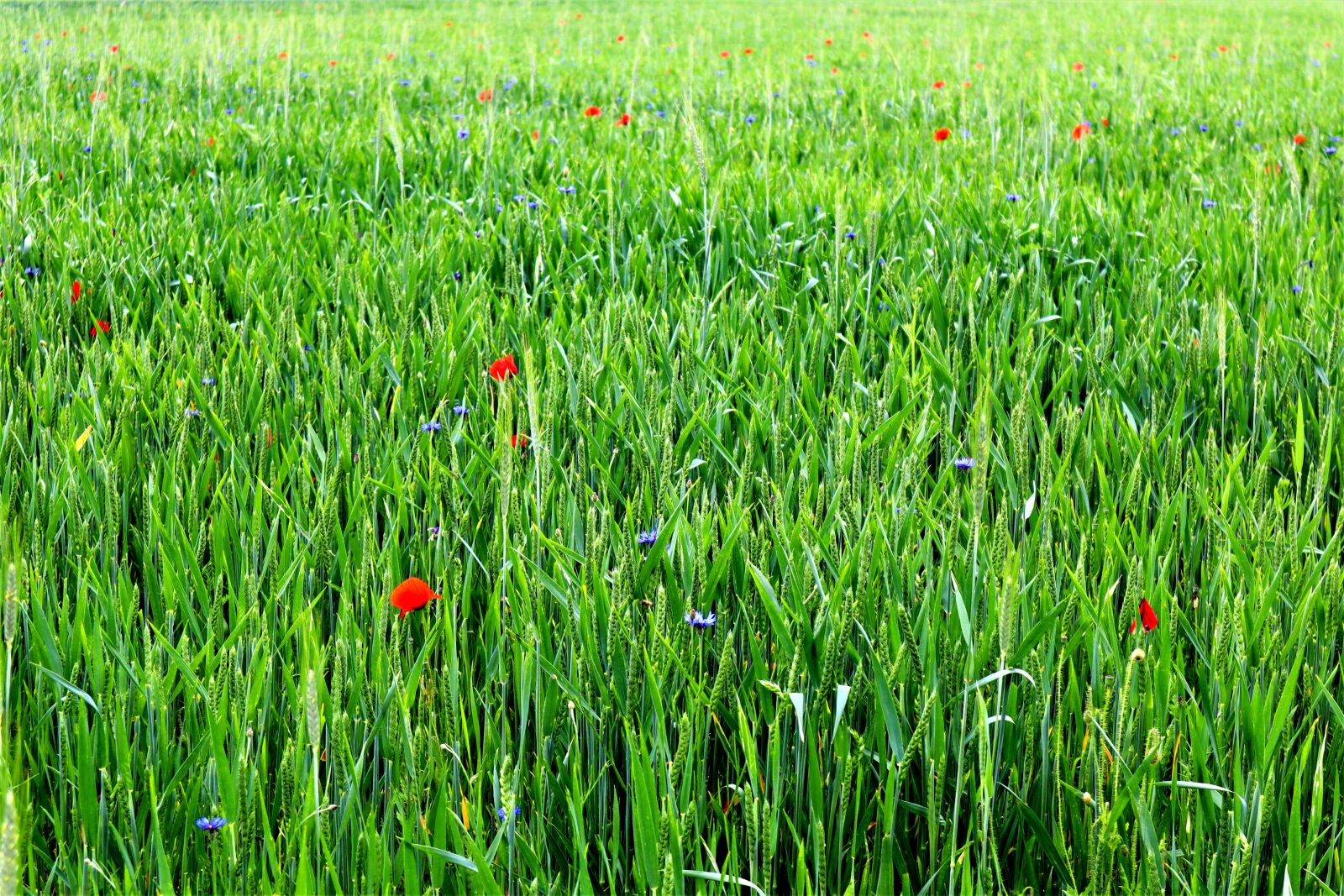 Canon EOS M50 (EOS Kiss M) sample photo. Cornfield, cornflowers, meadow photography